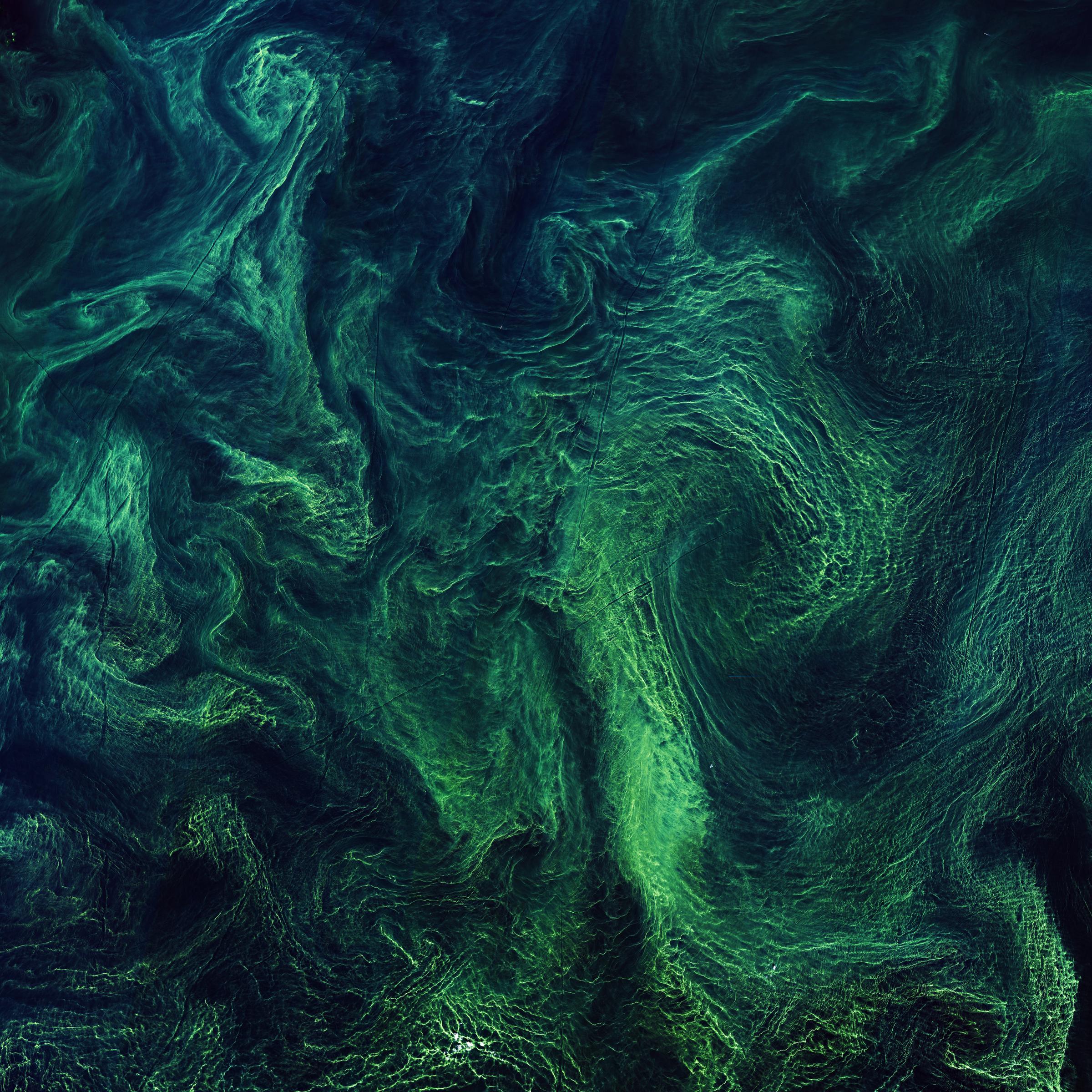 Satellitenbild; Algen bilden grüne Schlieren im blauen Wasser