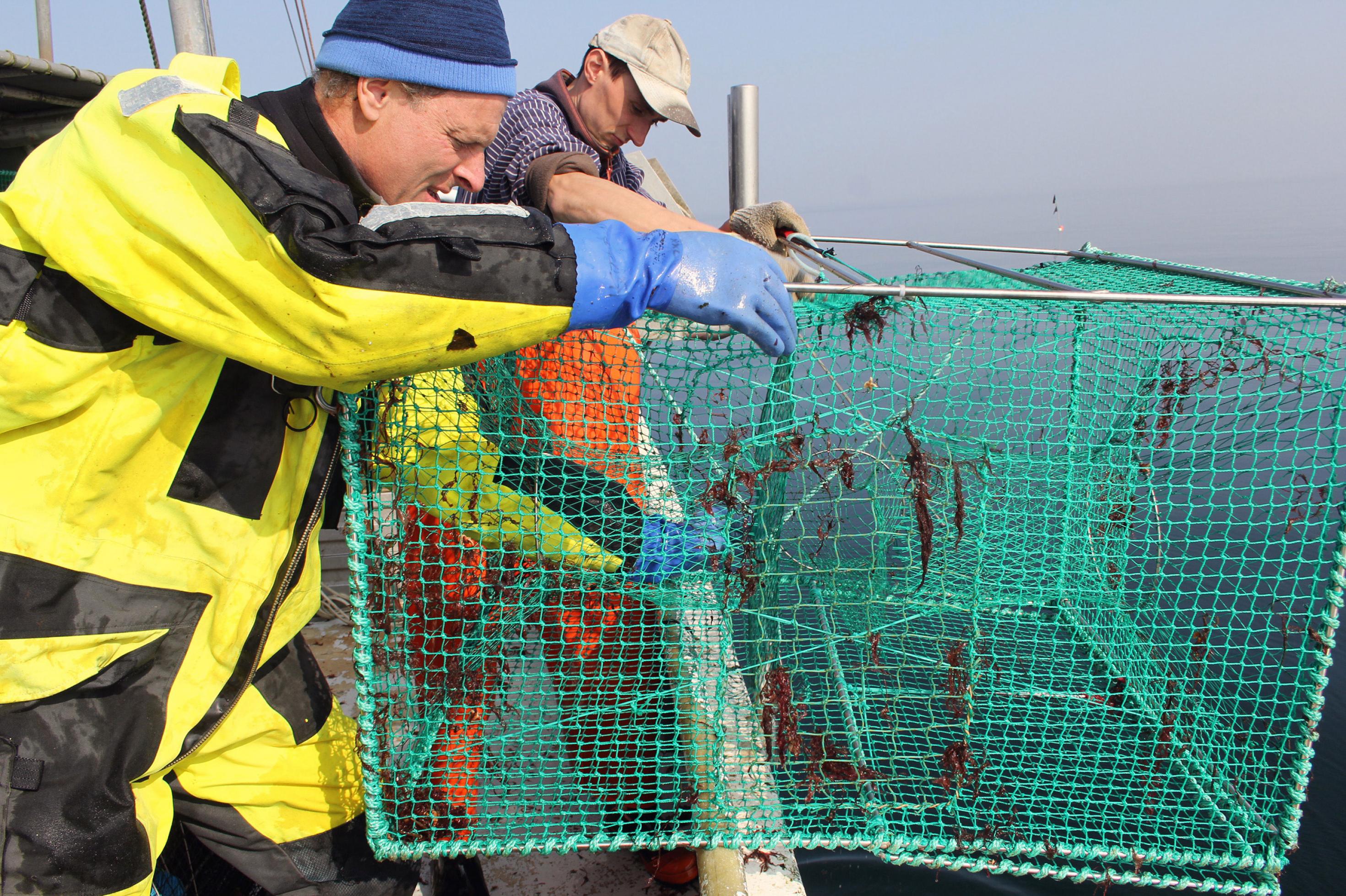 Ein Wissenschaftler und ein Fischer ziehen eine leere Fischfalle aus dem Wasser.