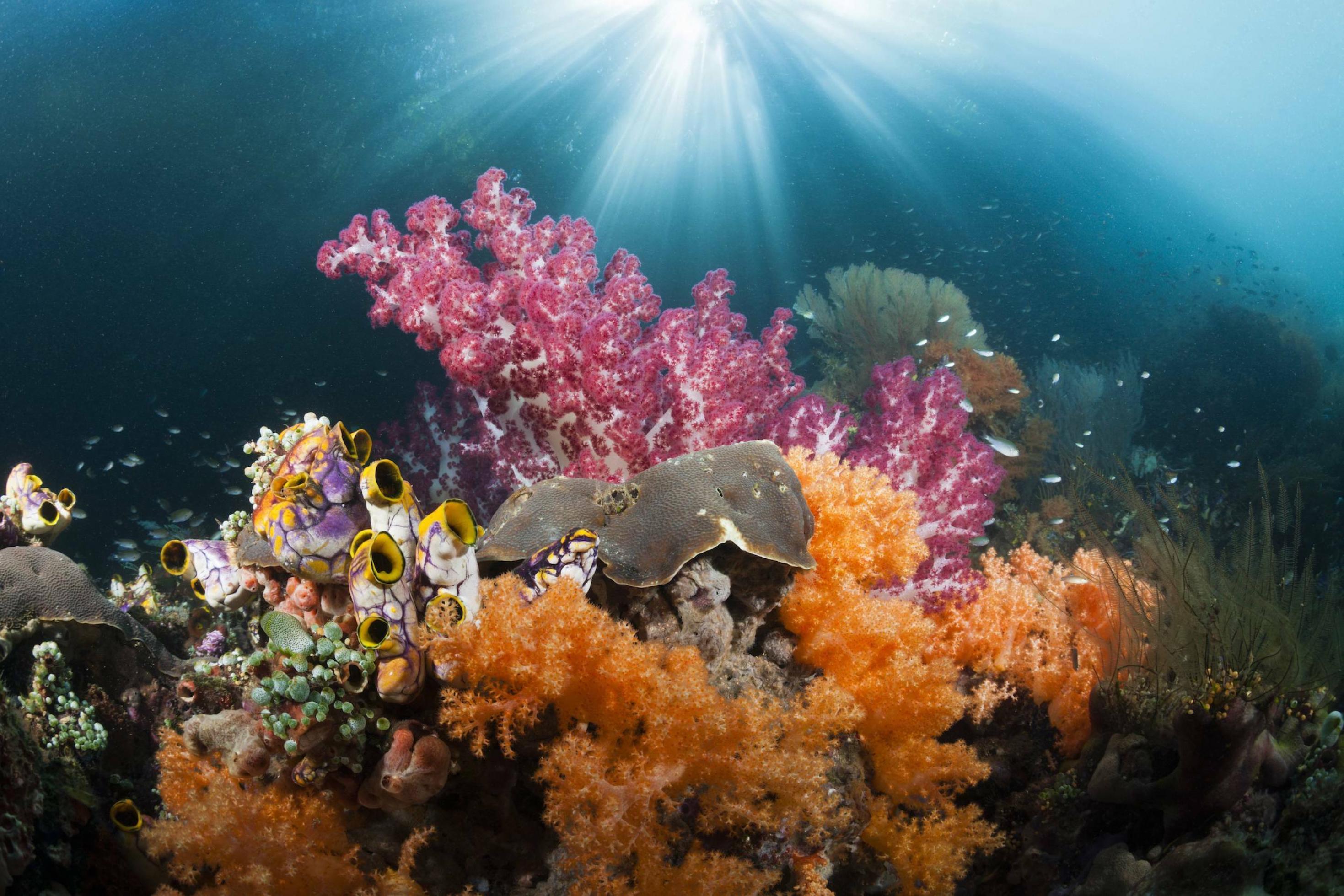 Das Bild zeigt ein Korallenriff vor Raja Ampat in Indonesien. Es ist wieder gesund und voller Fische, seit die Meereswelt dort geschützt wird