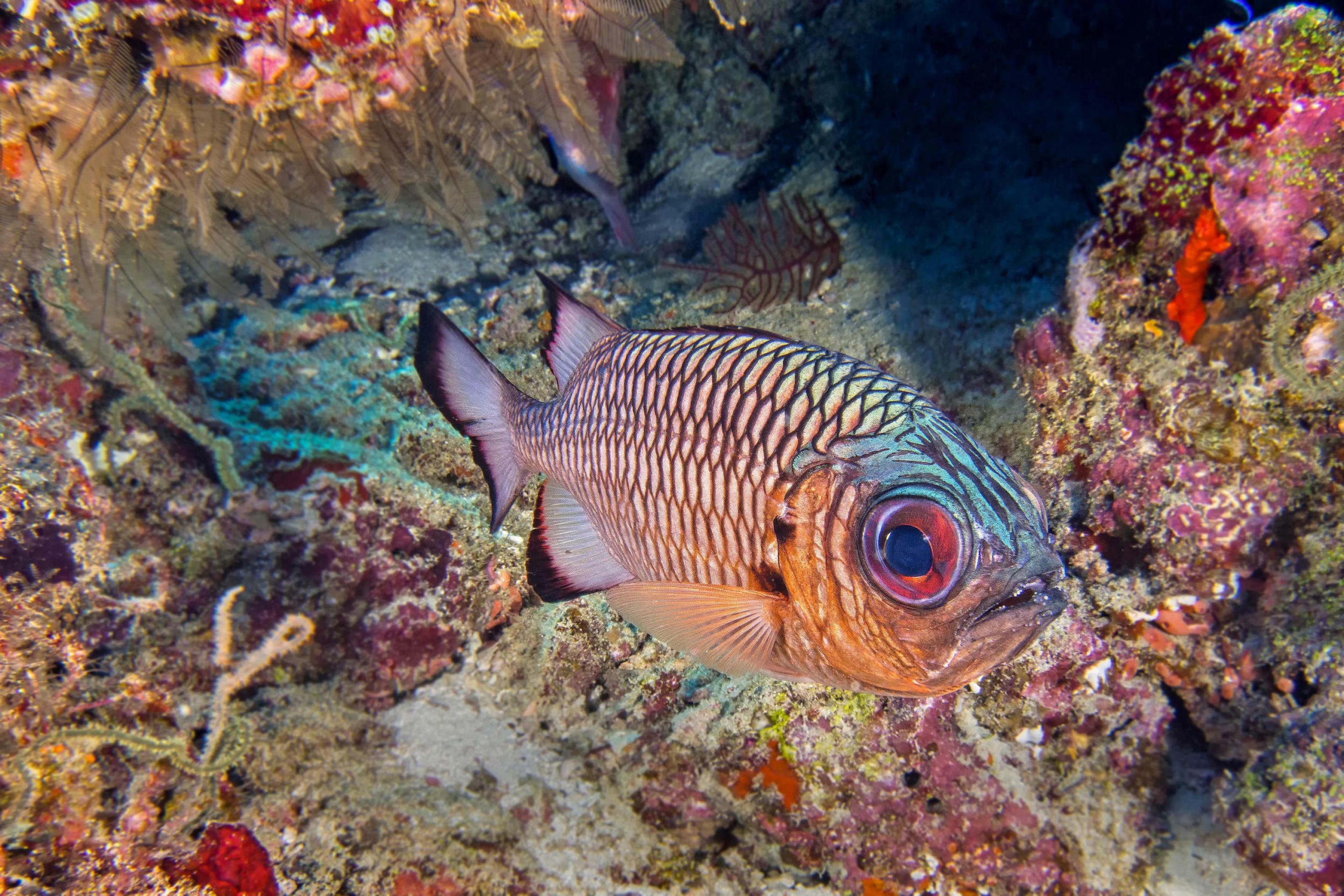 Ein bunter tropischer Fisch vor einem Riff.