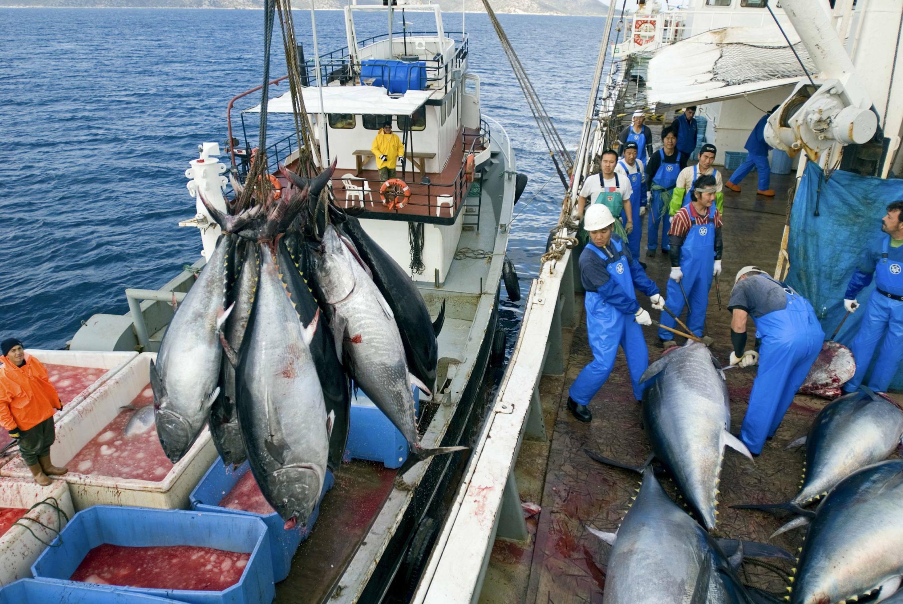 Das Bild zeigt, wie Fischer metergroße Thunfische aus dem Mittelmeer an Bord holen, wo sie zerlegt werden.