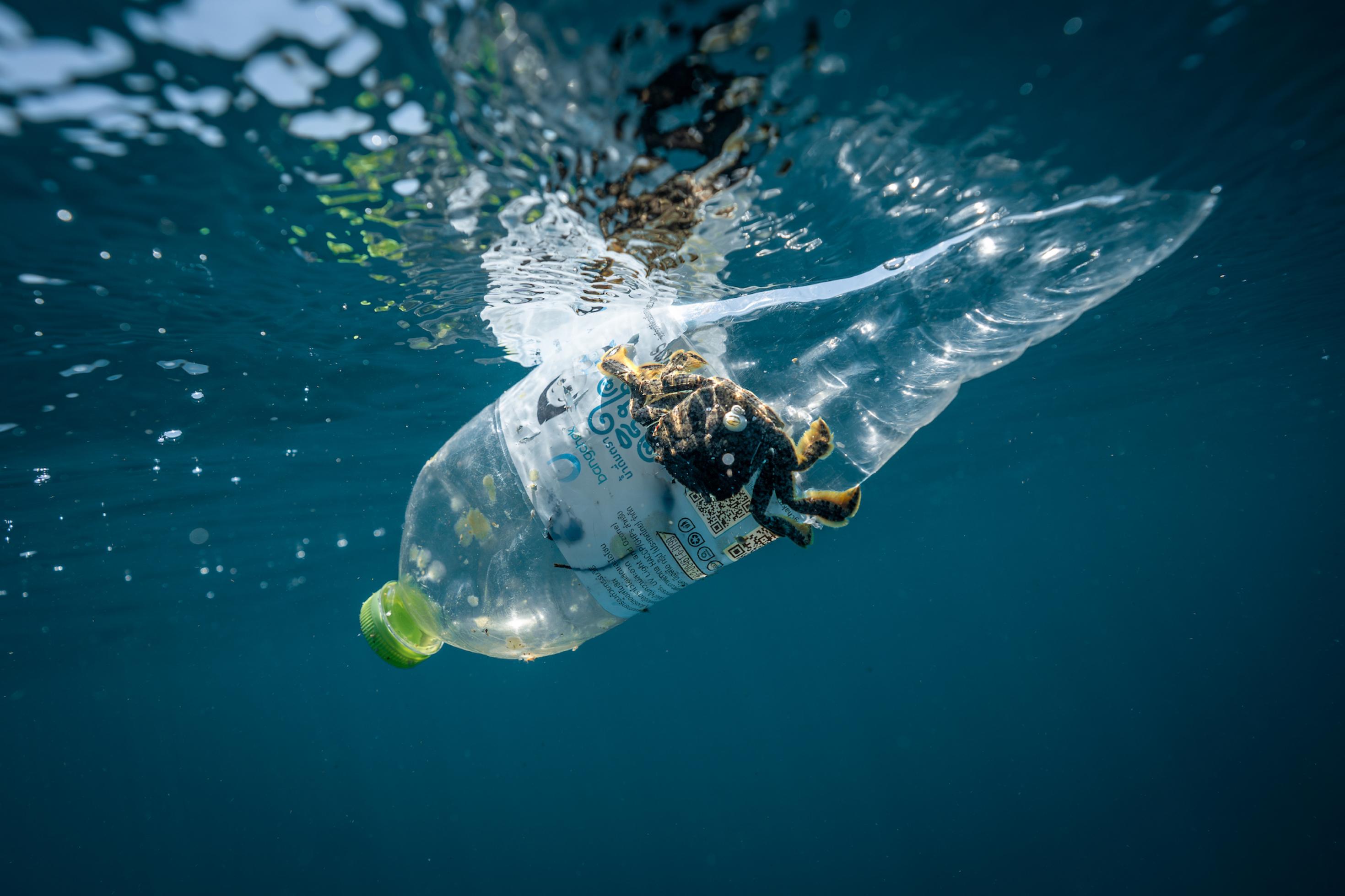 Plastik im Meer: Tödliche Gefahr für Meerestiere unterschätzt