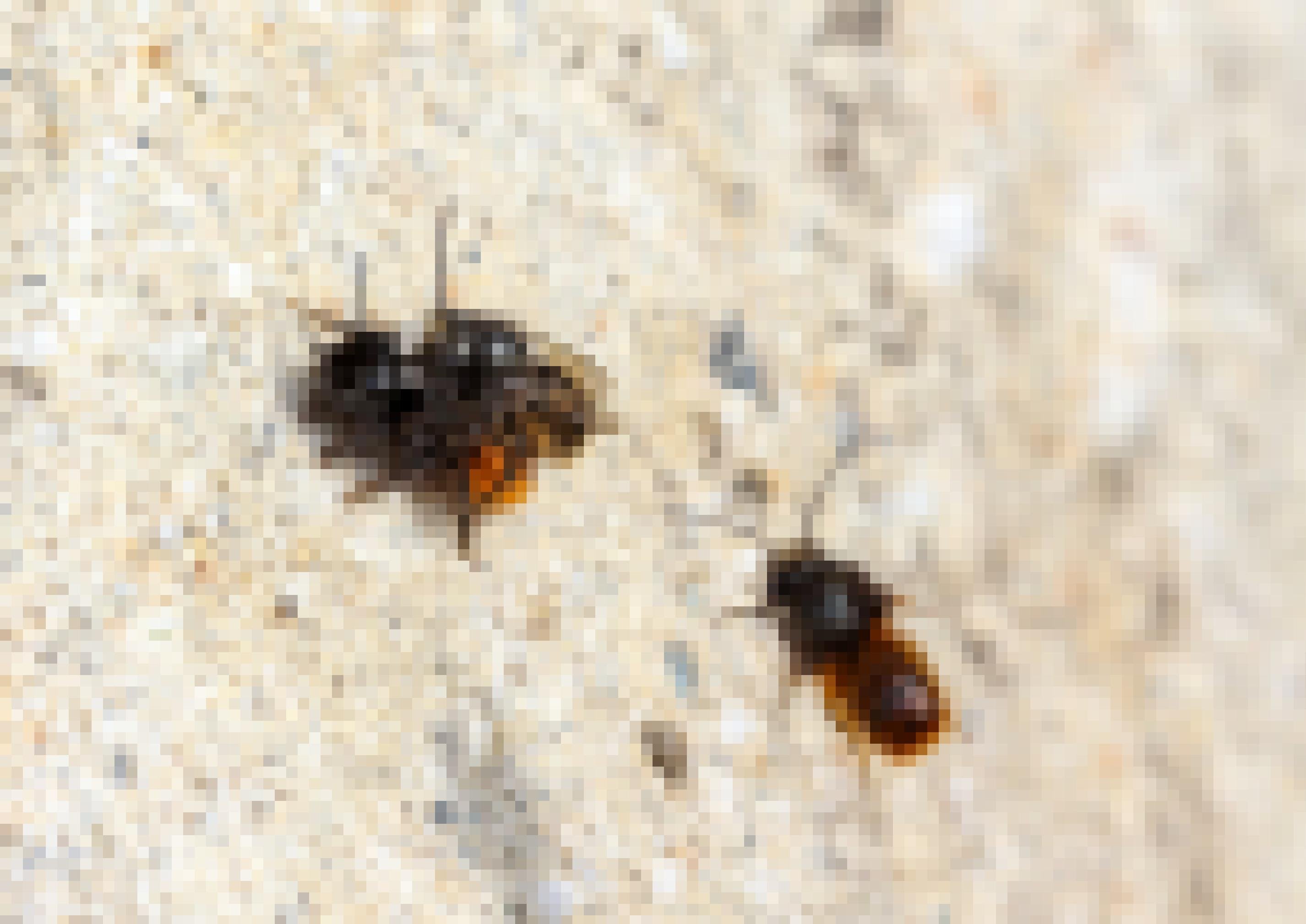 Eine schwarz-orange Wildbiene sitzt auf dem Rücken einer anderen. Von der Seite kommt eine dritte angeflogen.