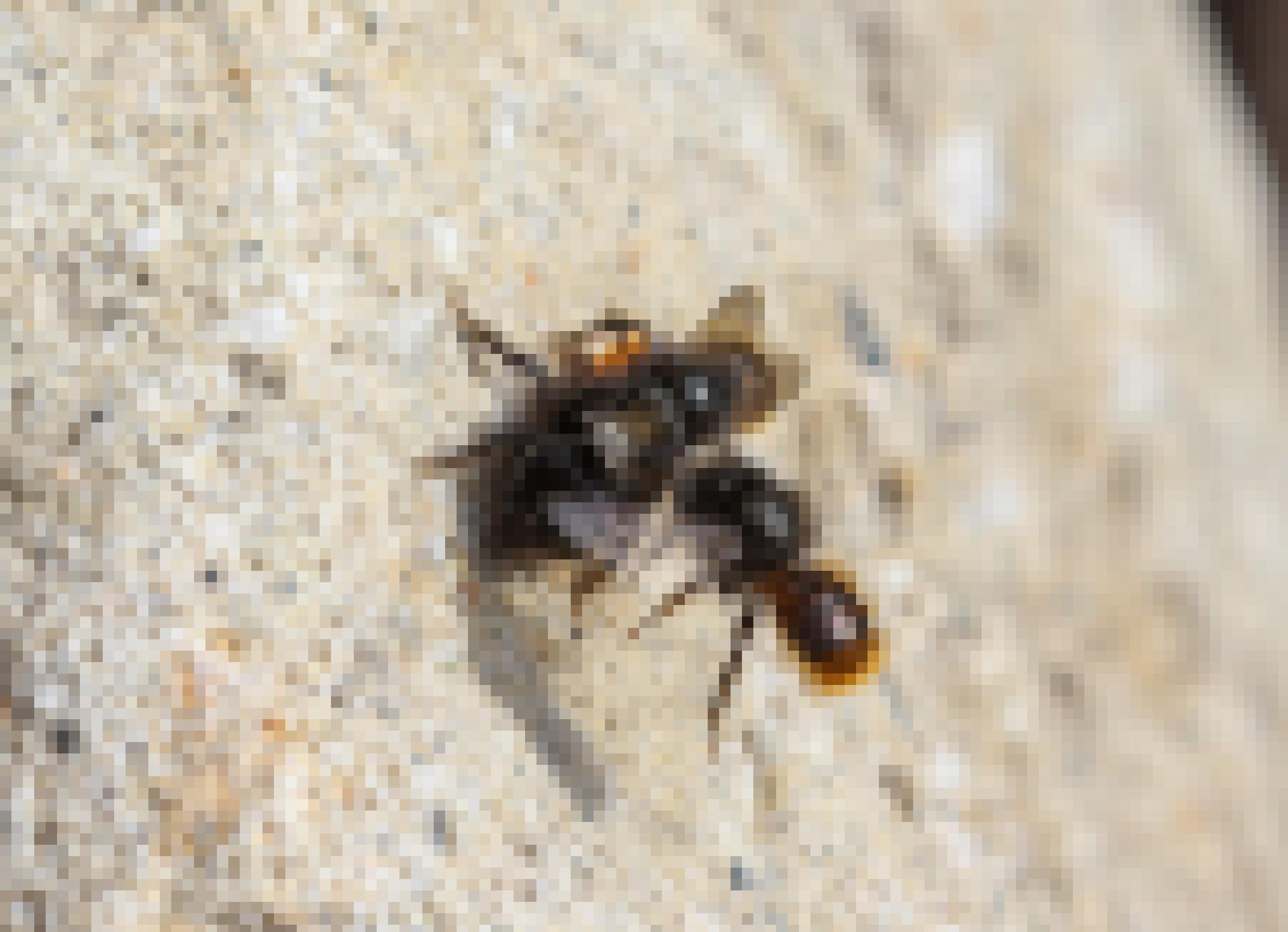 Eine schwarz-orange Wildbiene stößt mit dem Kopf gegen zwei andere, die aufeinandersitzen.