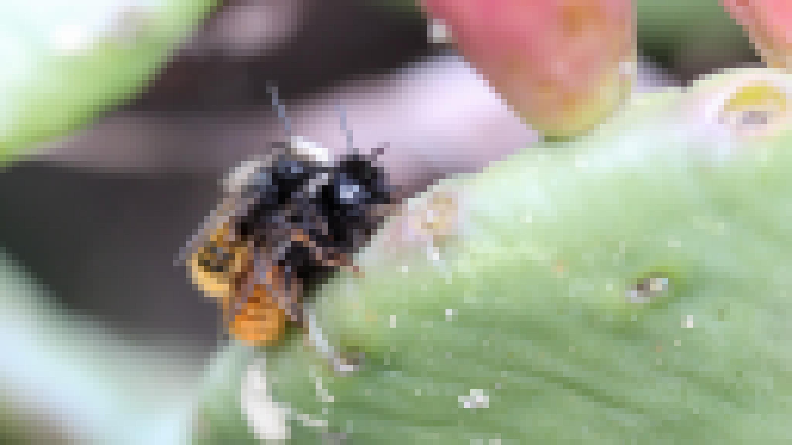 Eine schwarz-orange Wildbiene sitzt auf dem Rücken einer anderen.