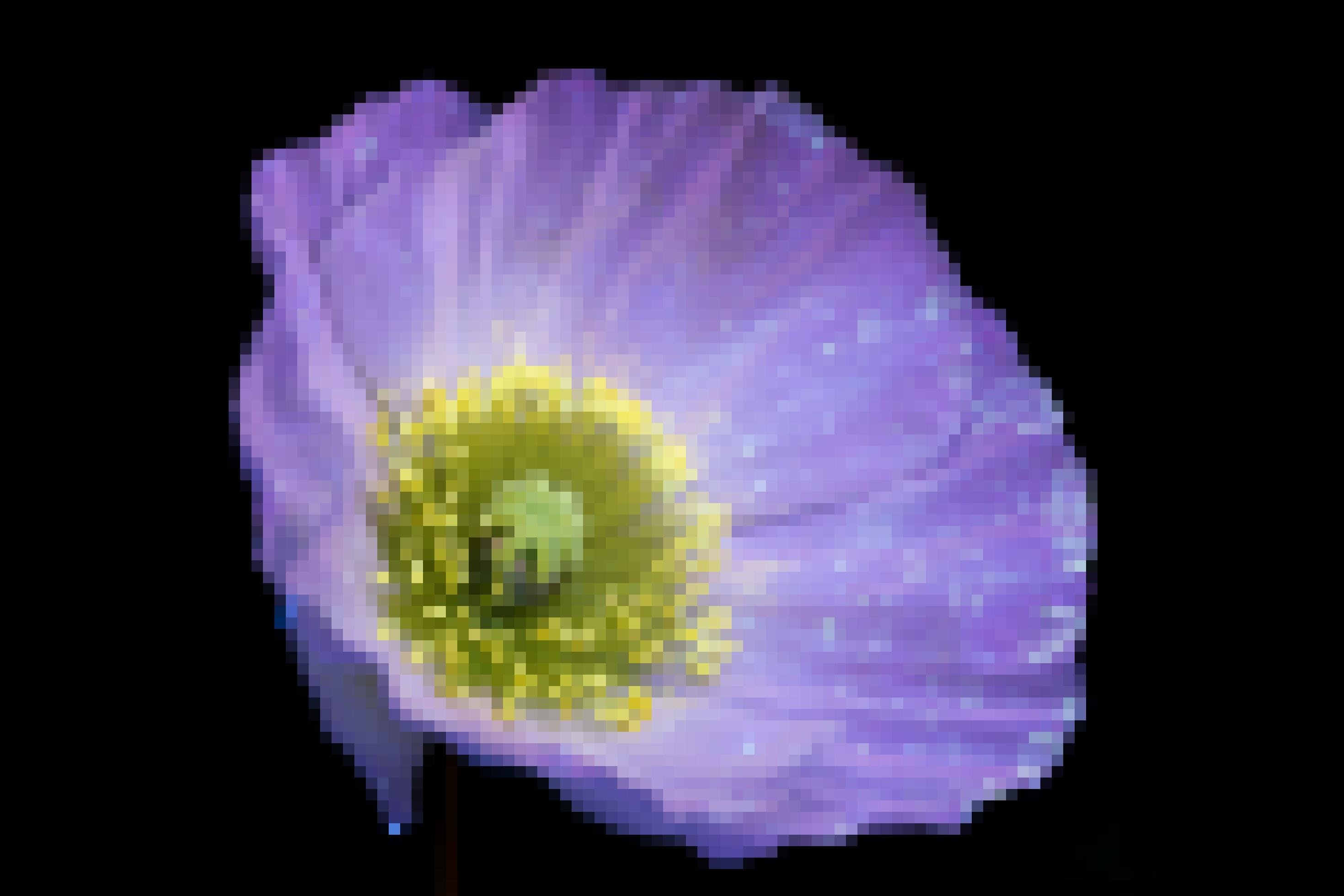 Eine lilafarbene Blüte mit hell leuchtenden Punkten.