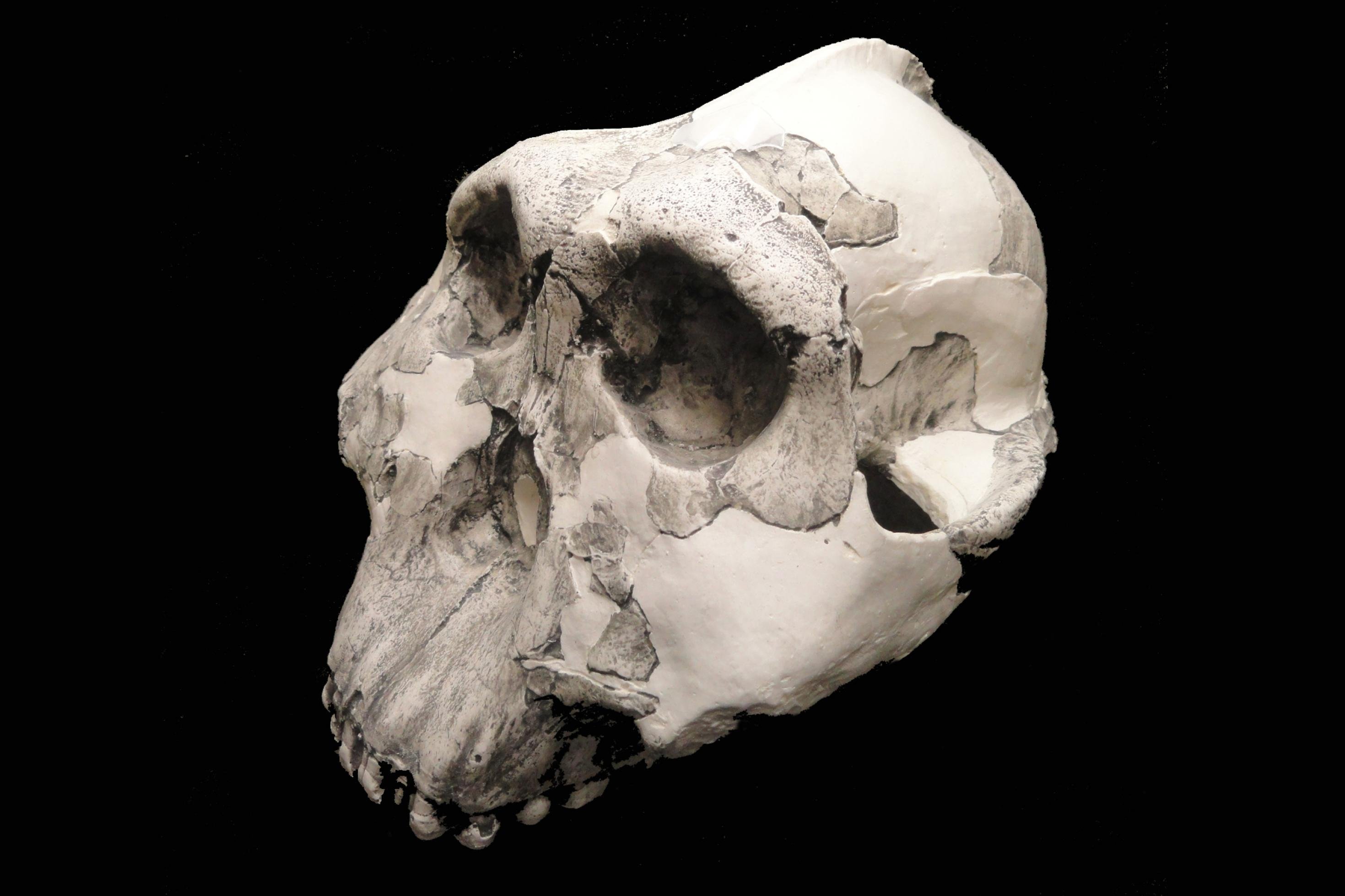 Gezeigt wird die seitliche Ansicht eines Schädels, der aus fossilen Bruchstücken (dunkelgrau) und ergänzten Teilen zusammengesetzt ist. Die Überaugenwülste sind sehr dick, der Oberkiefer riesig (der Unterkiefer fehlt) und die Gehirnkapsel klein. Oben auf dem Schädel, mehr nach hinten hin, ist eine Art Knochenkamm zu erkennen.