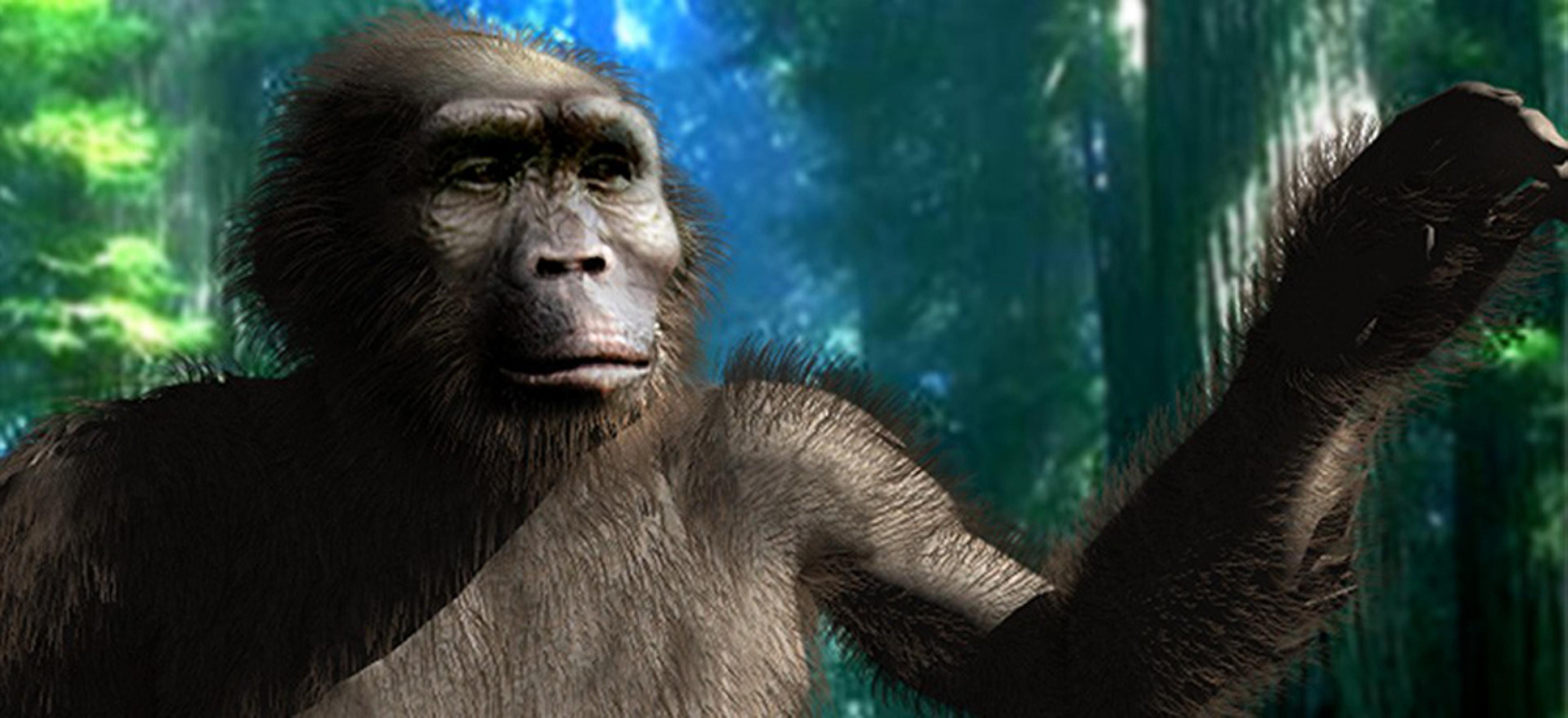 Die künstlerische Darstellung visualisiert, wie die Nussknackermenschen ausgesehen haben könnten – ihr Körper ähnelte noch weitgehend einem Affen, doch sie liefen aufrecht auf zwei Beinen.