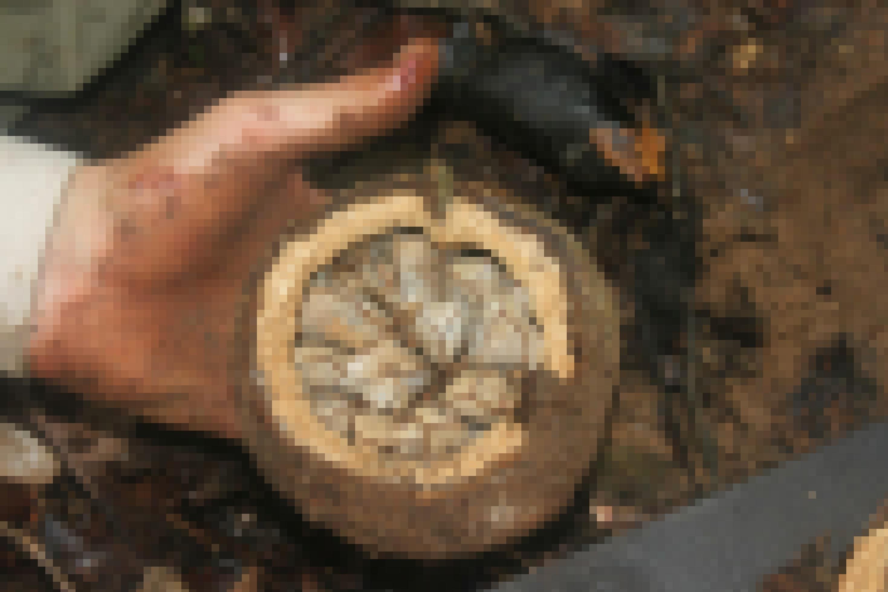 Eine Hand hält eine kokosähnliche Kapsel, die oben offen ist und in der mehrere Nüsse mit einer braunen Schale liegen.
