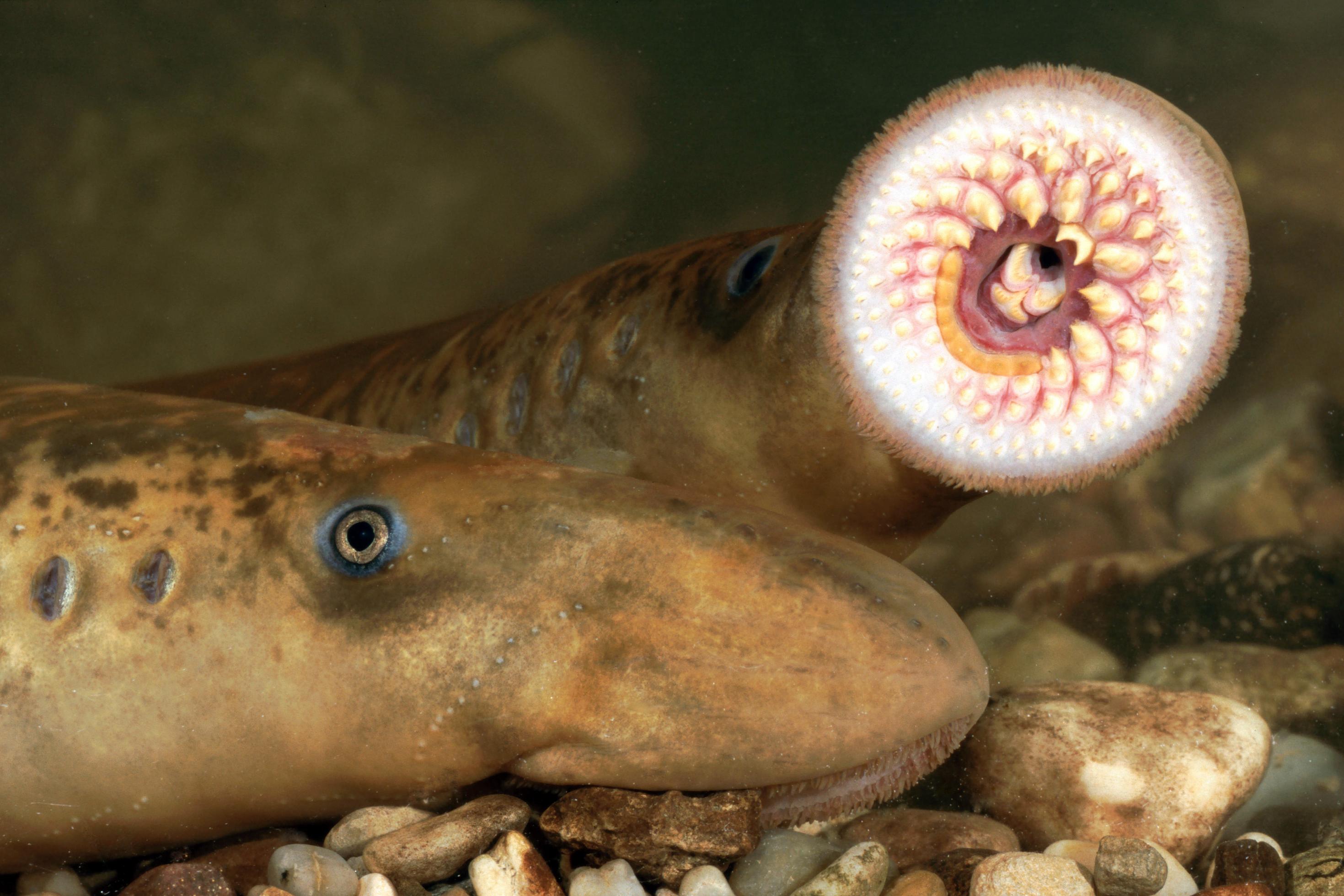 Unterwasserfoto von zwei Meerneunaugen. Eines der aalähnlichen Tiere ist von der Seite zu sehen, das andere zeigt die Mundscheibe, die mit vielen spitzen Zähnen komplett gefüllt ist.