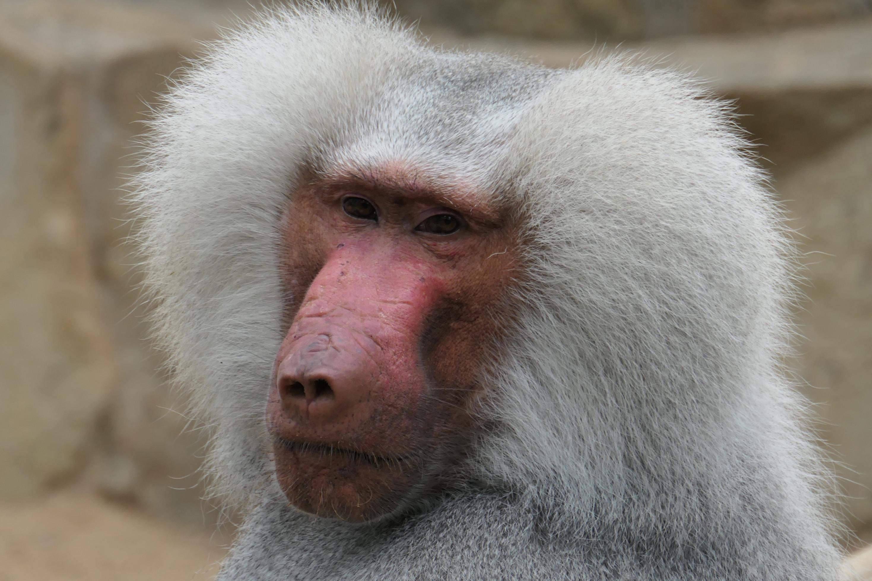 Das Foto zeigt in Großaufnahme den Kopf eines männlichen Pavians im Zoologischen Garten Berlin. Er trägt eine auffällige silberne Mähne an beiden Seiten des Kopfes und sein Gesicht ist von Narben gezeichnet. Paviane leben in Gruppen in der afrikanischen Savanne und bewegen sich vierbeinig fort.