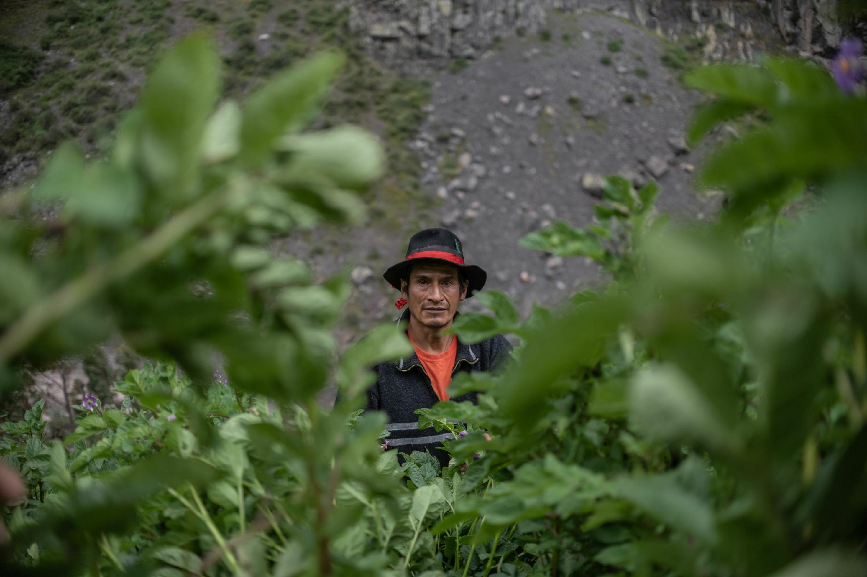 In der Mitte des Fotos das Gesicht eines braunhäutigen Mannes mit schwarzem Hut mit rotem Band, er ist eingerahmt von grünen Pflanzen, blühenden Kartoffeln