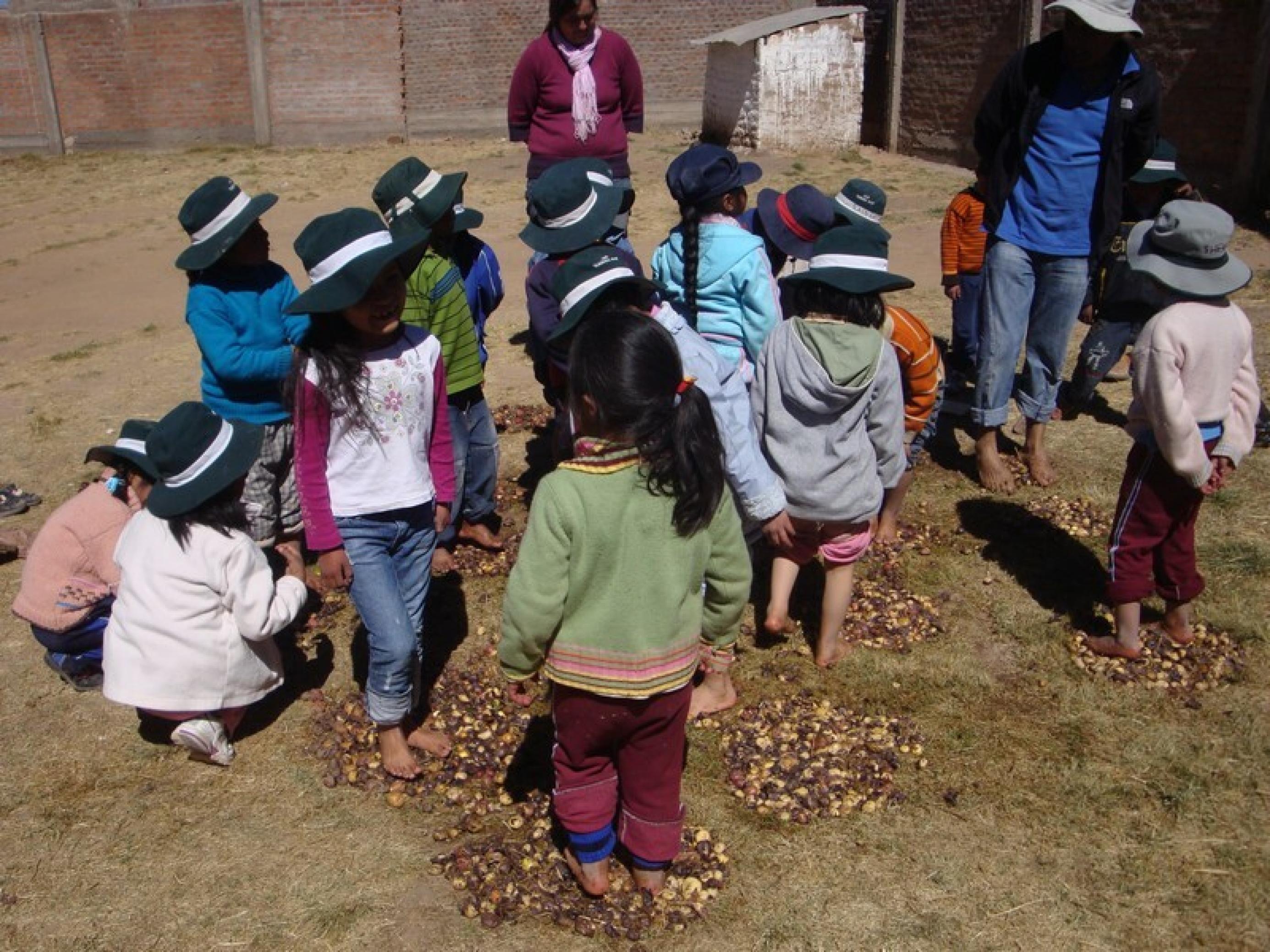 Rund zehn Grundschulkinder mit nackten Füßen und mit schwarzen Hüten zum Schutz gegen die Sonne, treten auf nackter Erde auf Kartoffeln. Bei ihnen steht ein erwachsener Mann, der Lehrer, ebenfalls mit nackten Füßen und  Sonnenhut.