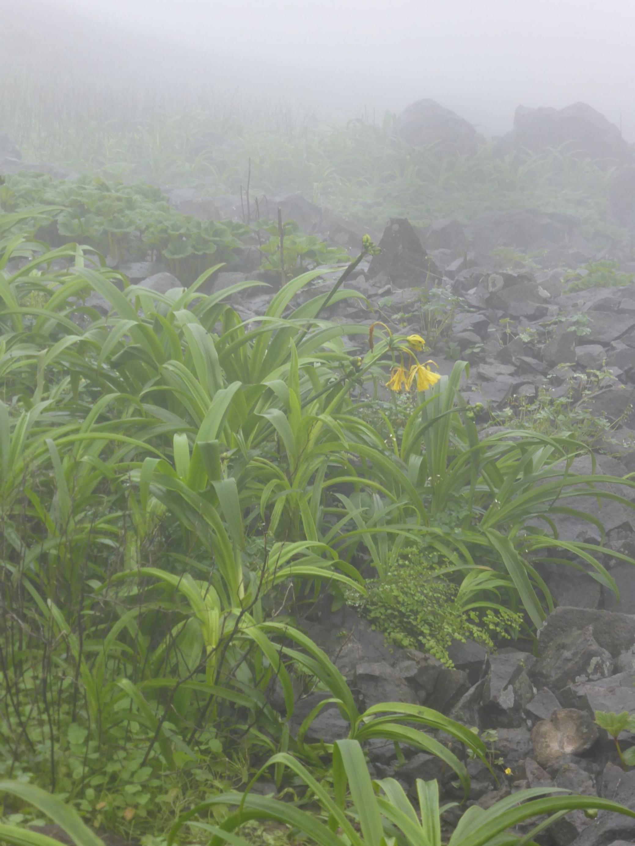 Neblige Landschaft, auf dem Boden schwarze Steine, dazwischen wchsen grüne Stengel, eine gelbe Blüte, die Amancaes-Blume