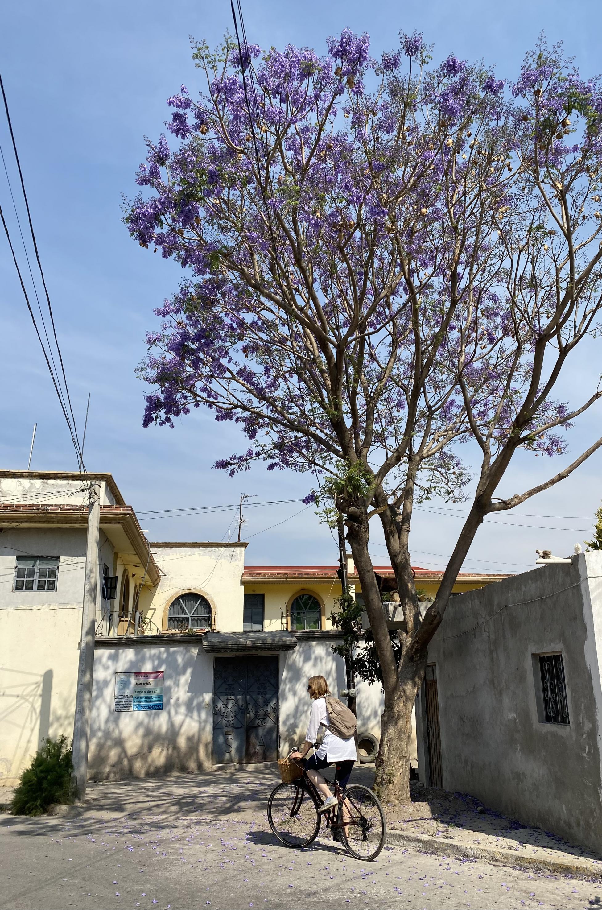 Sandra Weiss von schräg hinten, wie sie unter einem blühenden Jacaranda-Baum an einfachen, ländlichen Häusern vorbeifährt.