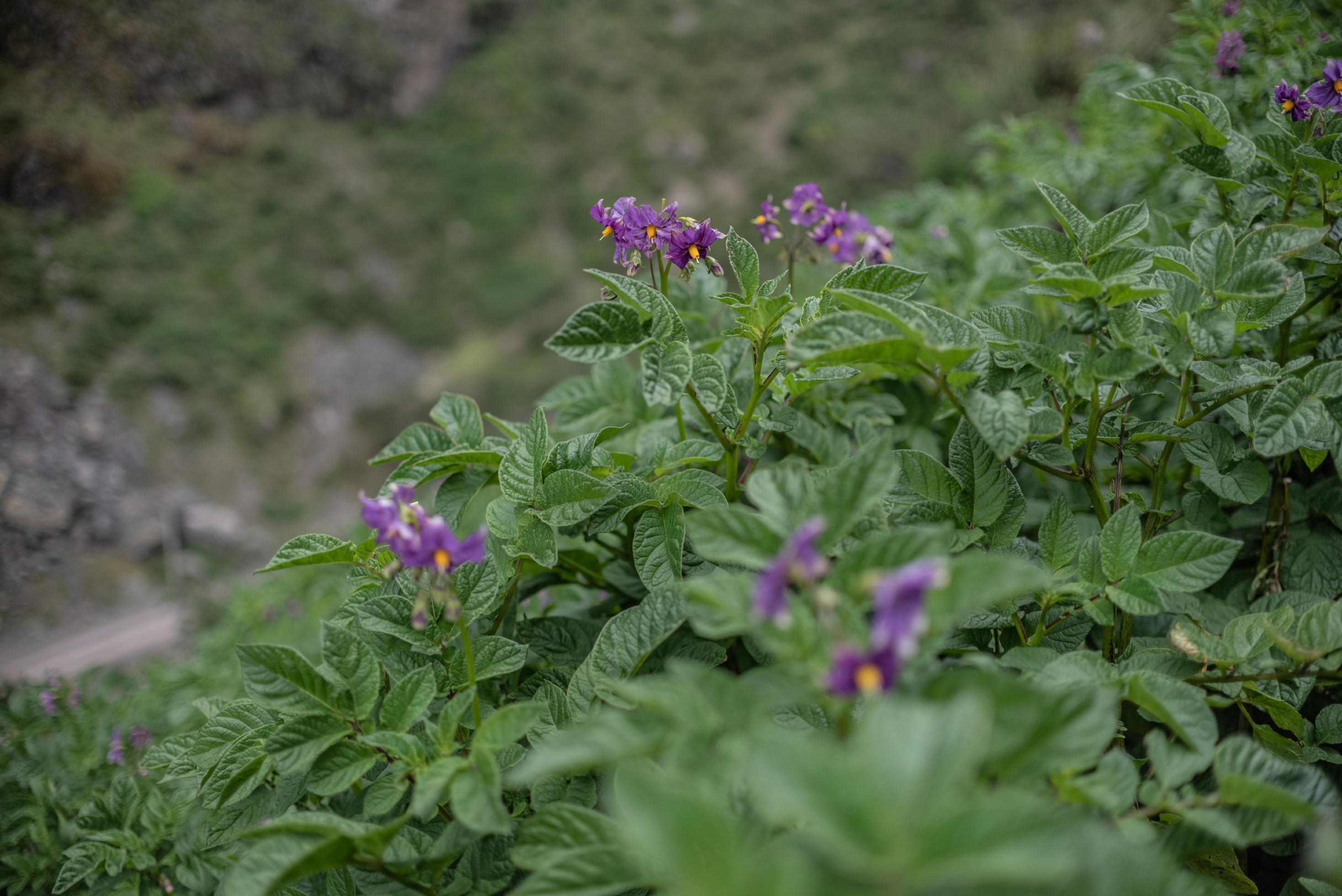 Rund 10 kleine blass-lila Blüte inmitten vielen dunkelgrüner Blätter.