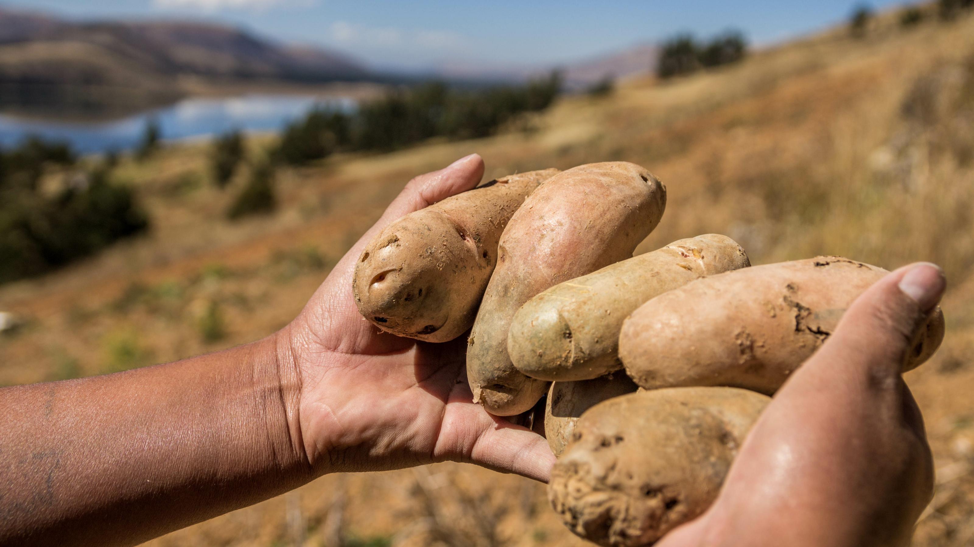 Zwei Hände halten sechs saubere, längliche, große Kartoffeln. Im Hintergrund sieht man Berglandschaft und einen See.