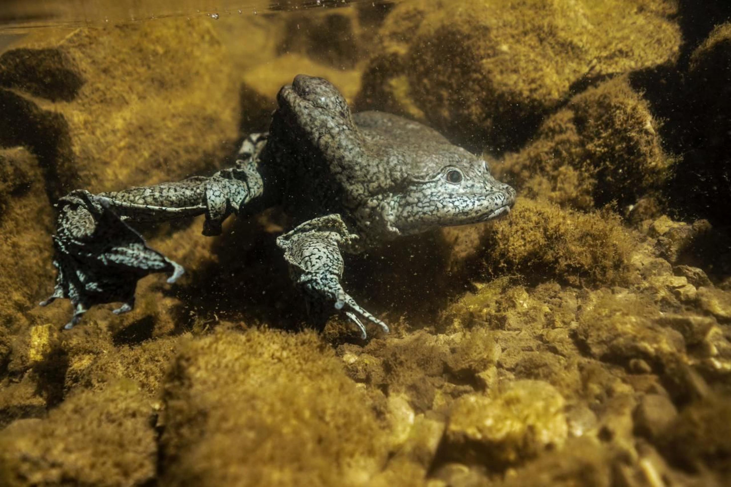 Auf dem Grund eines Gewässers sieht man einen grauen gesprenkelten Frosch mit langen Beinen und faltiger Haut.