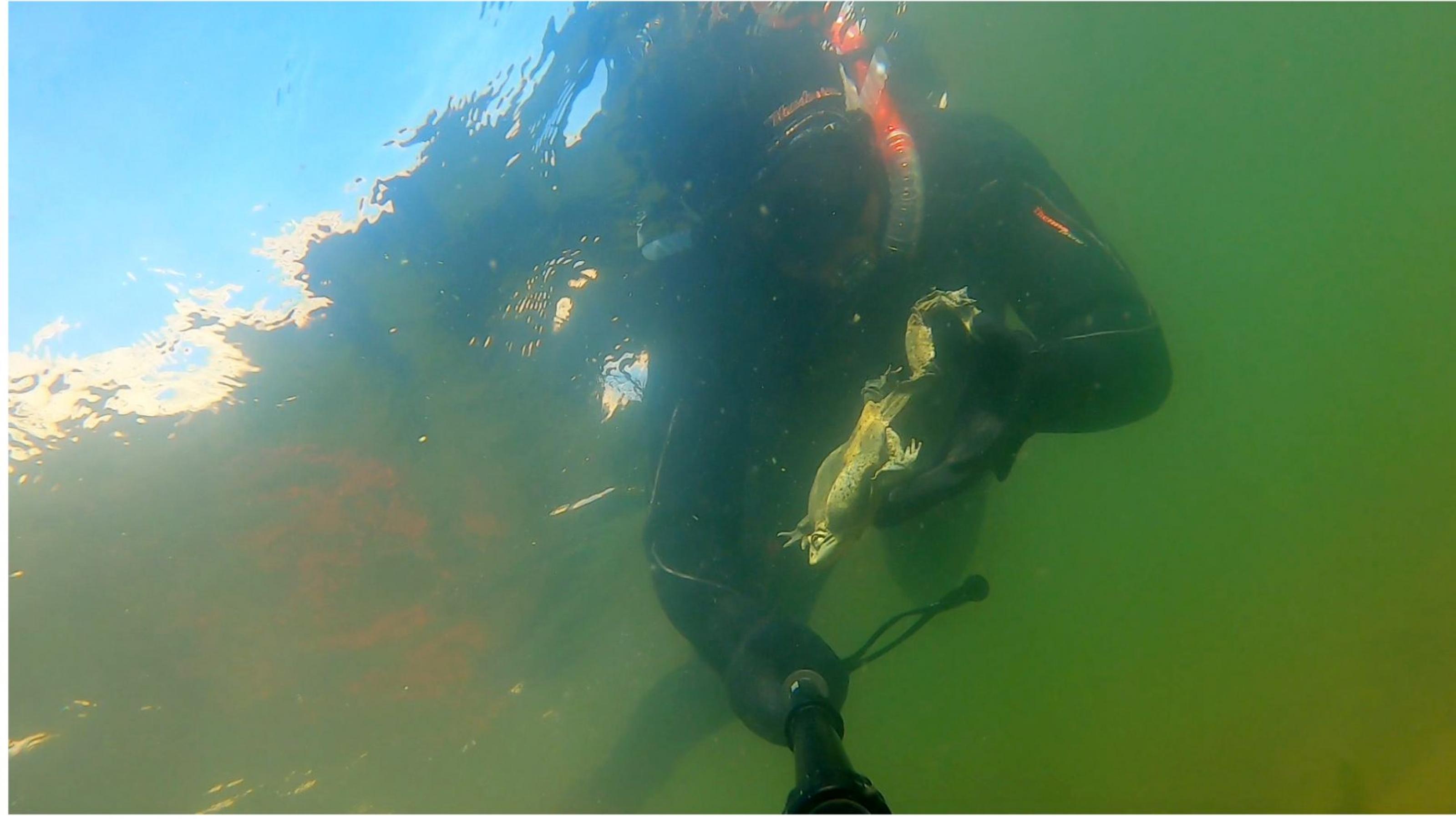 Taucher mit Neopren-Anzug unter Wasser, in einer Hand eine Taschenlampe, in der anderen einen  Frosch.