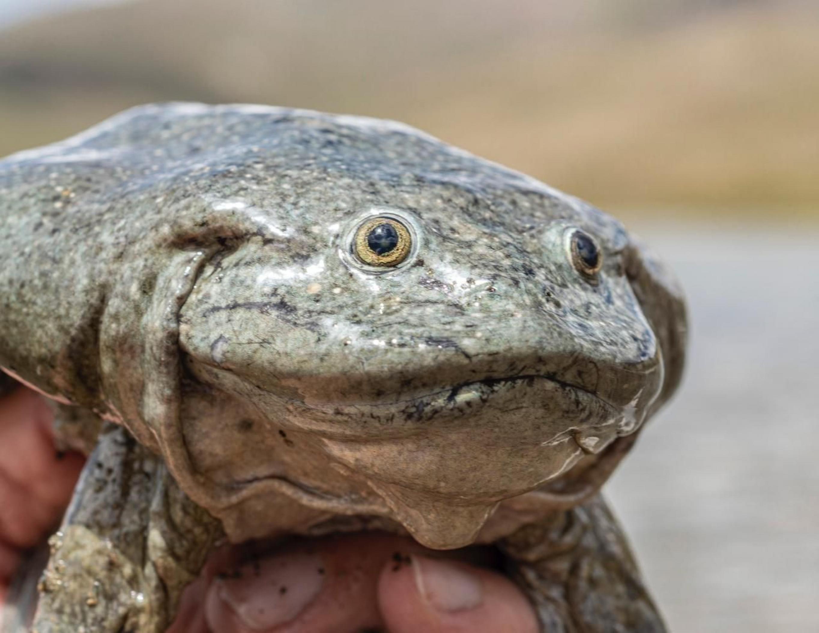 Grau marmorierter Frosch auf einer menschlichen Hand, blickt in die Kamera