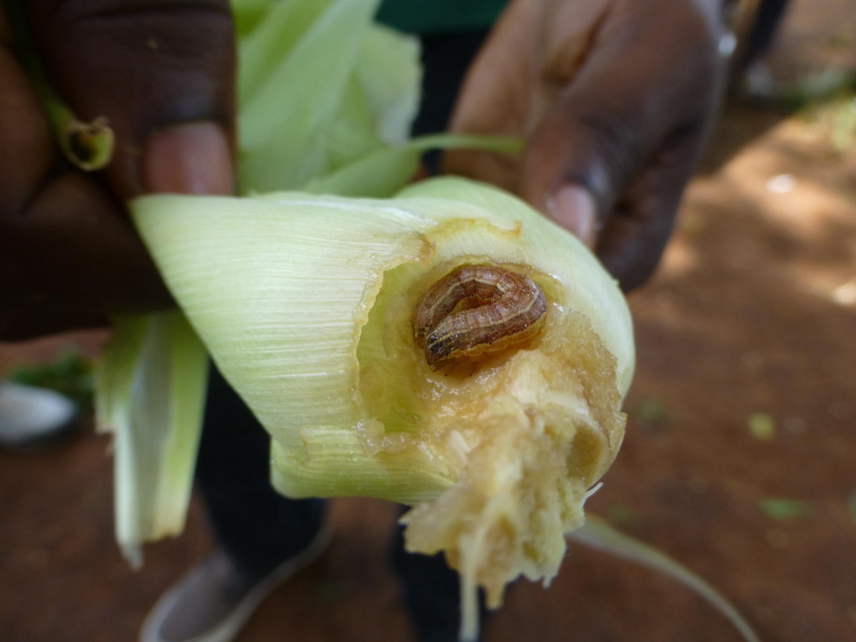 Ein fetter Wurm hat von Innen eine Maispflanze gefressen, ein Mann hält das zur Demonstration in der Hand.
