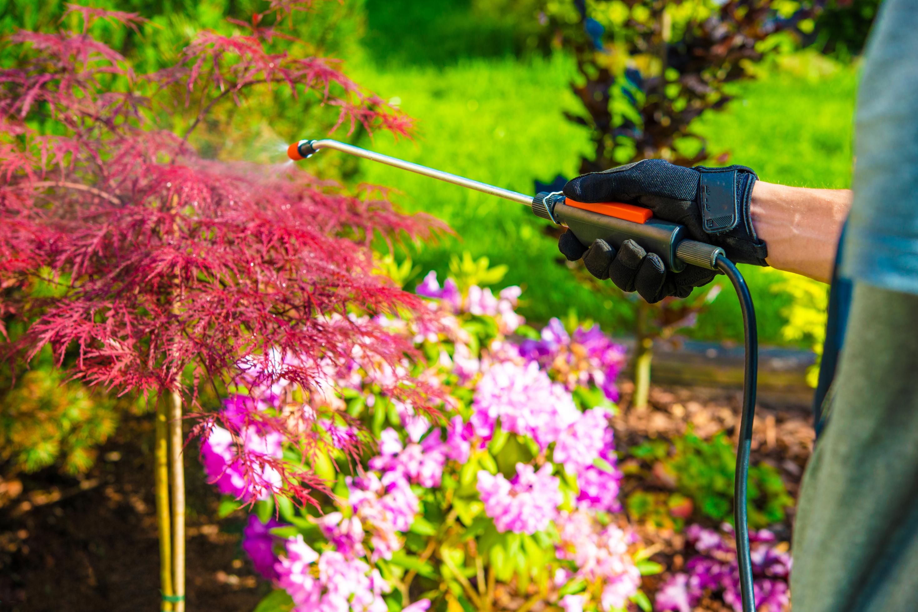 Das Bild zeigt eine Person, die auf ihre Gartenblumen Pestizide spritzt