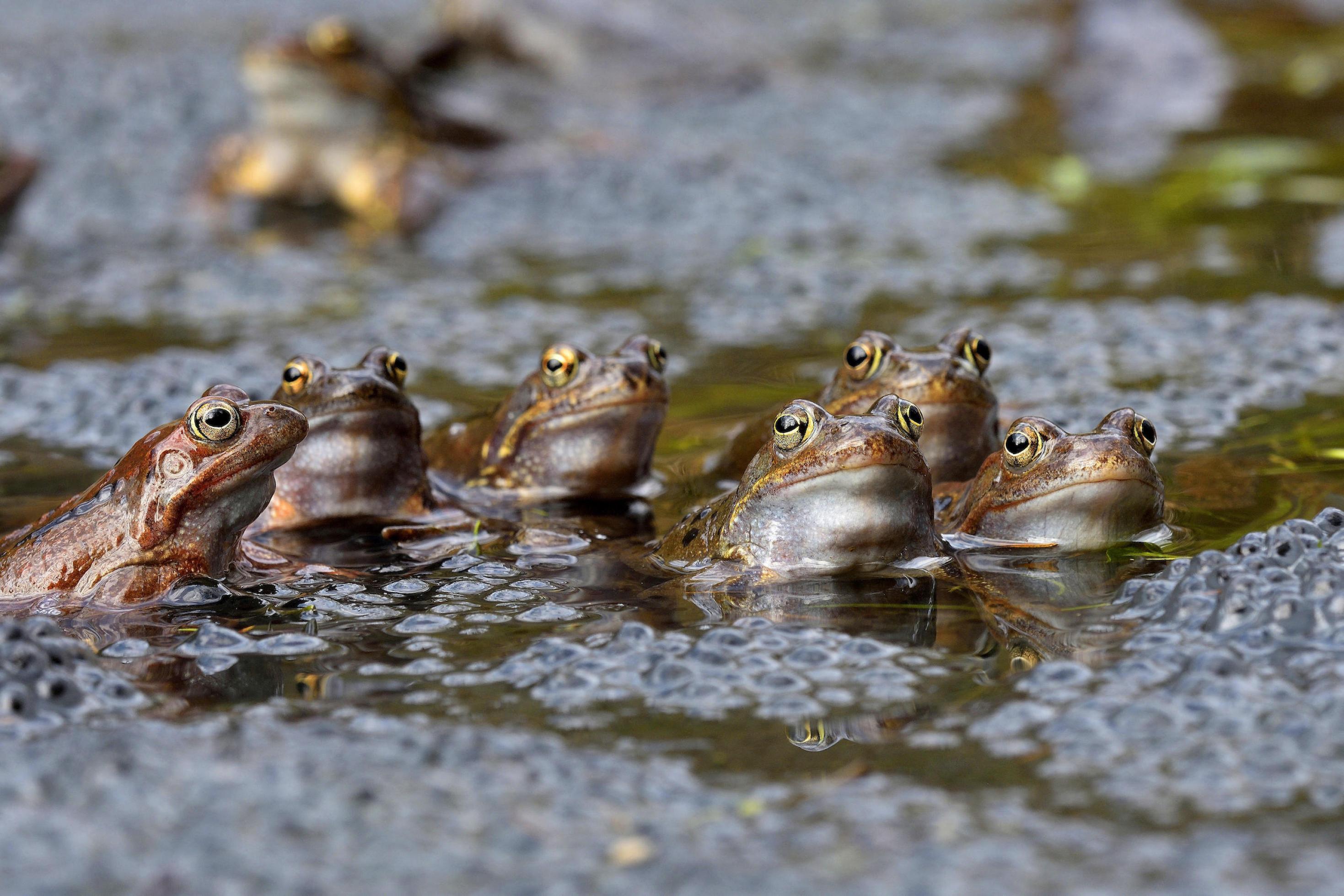 Mehrere Frösche an der Oberfläche von Wasser, das mit Laich bedeckt ist, 