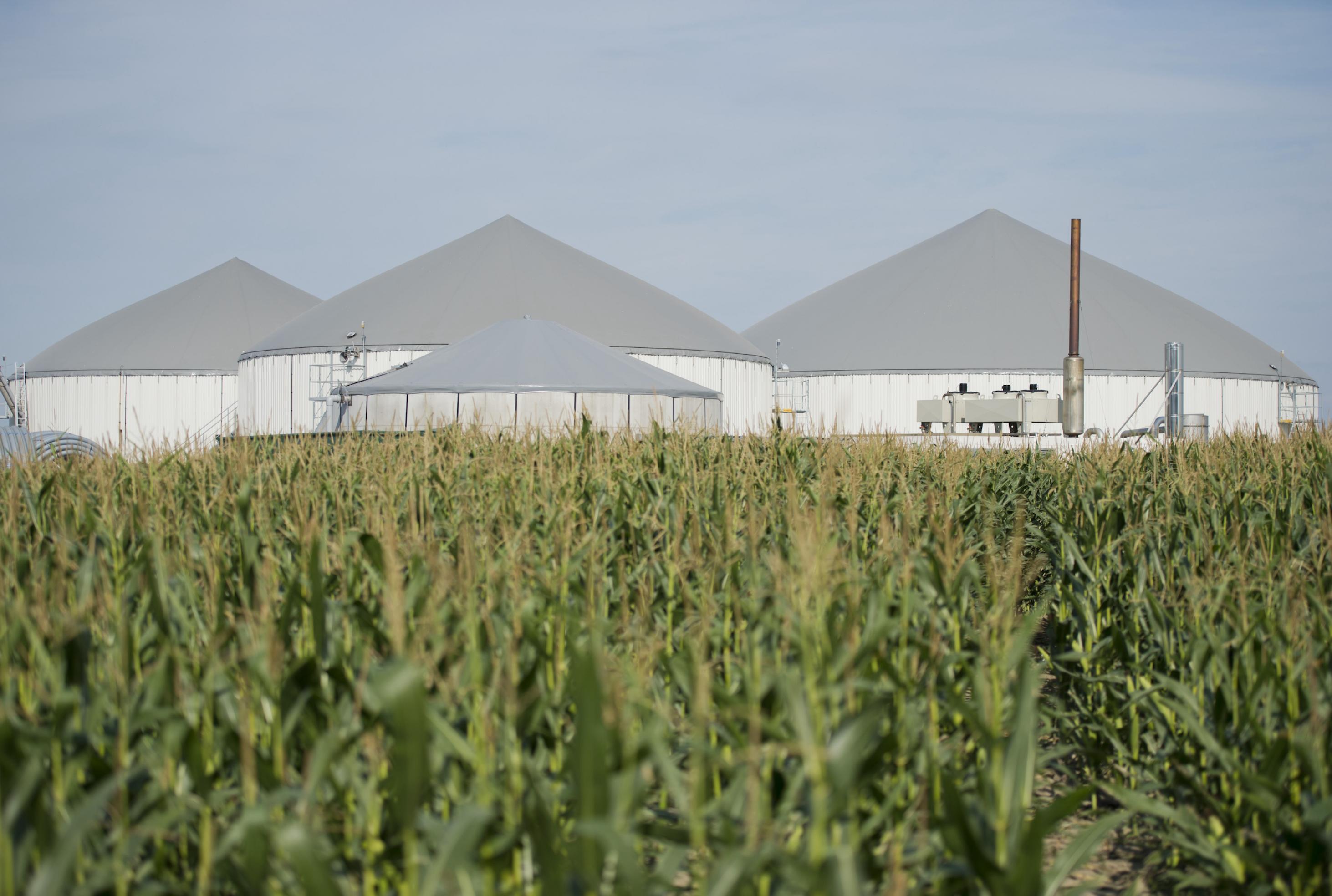 Maisfeld mit den Türmen von Biogasanlage.
