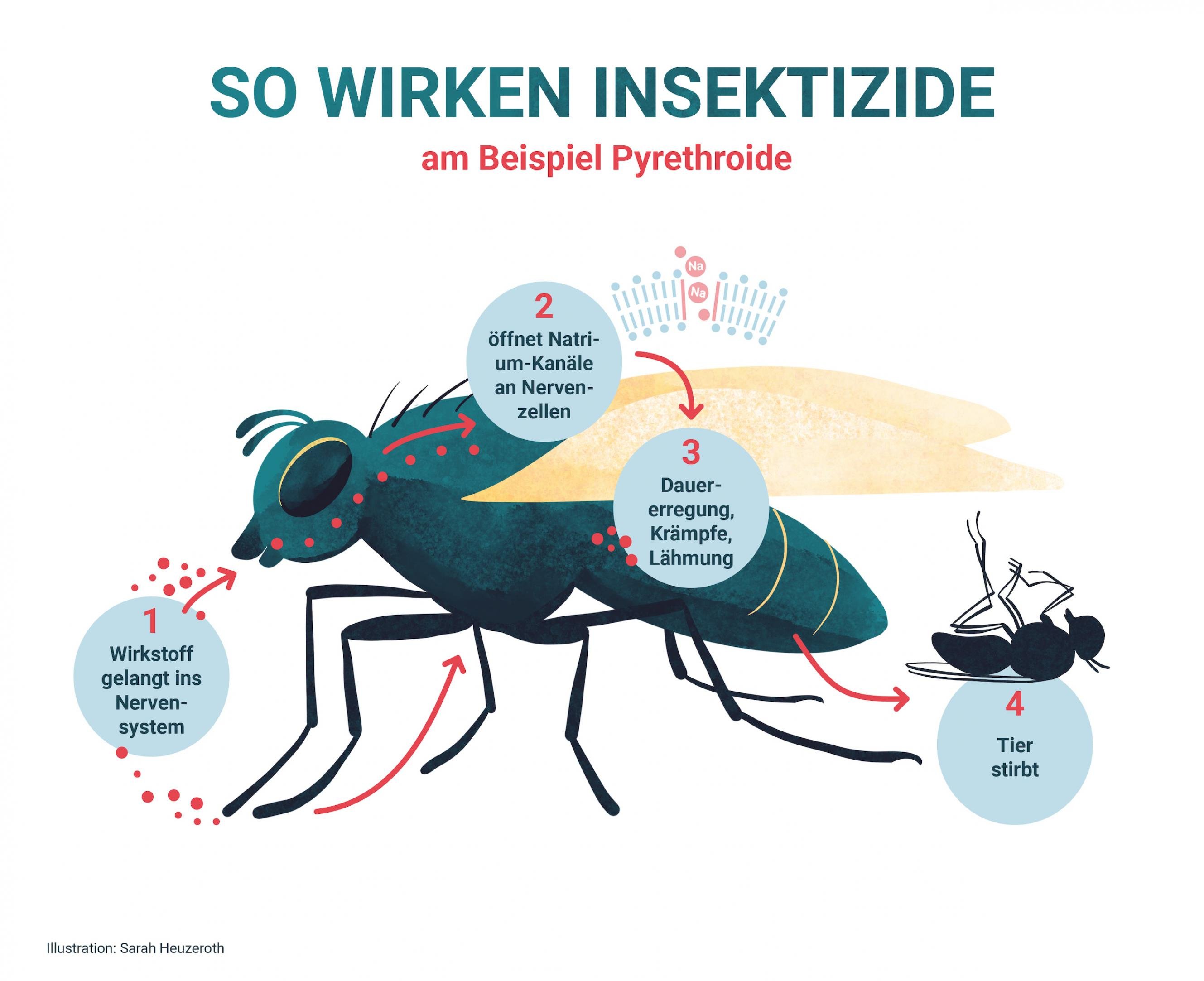 Graphik stellt dar, wie Pyrthroide als Nervengift wirken.