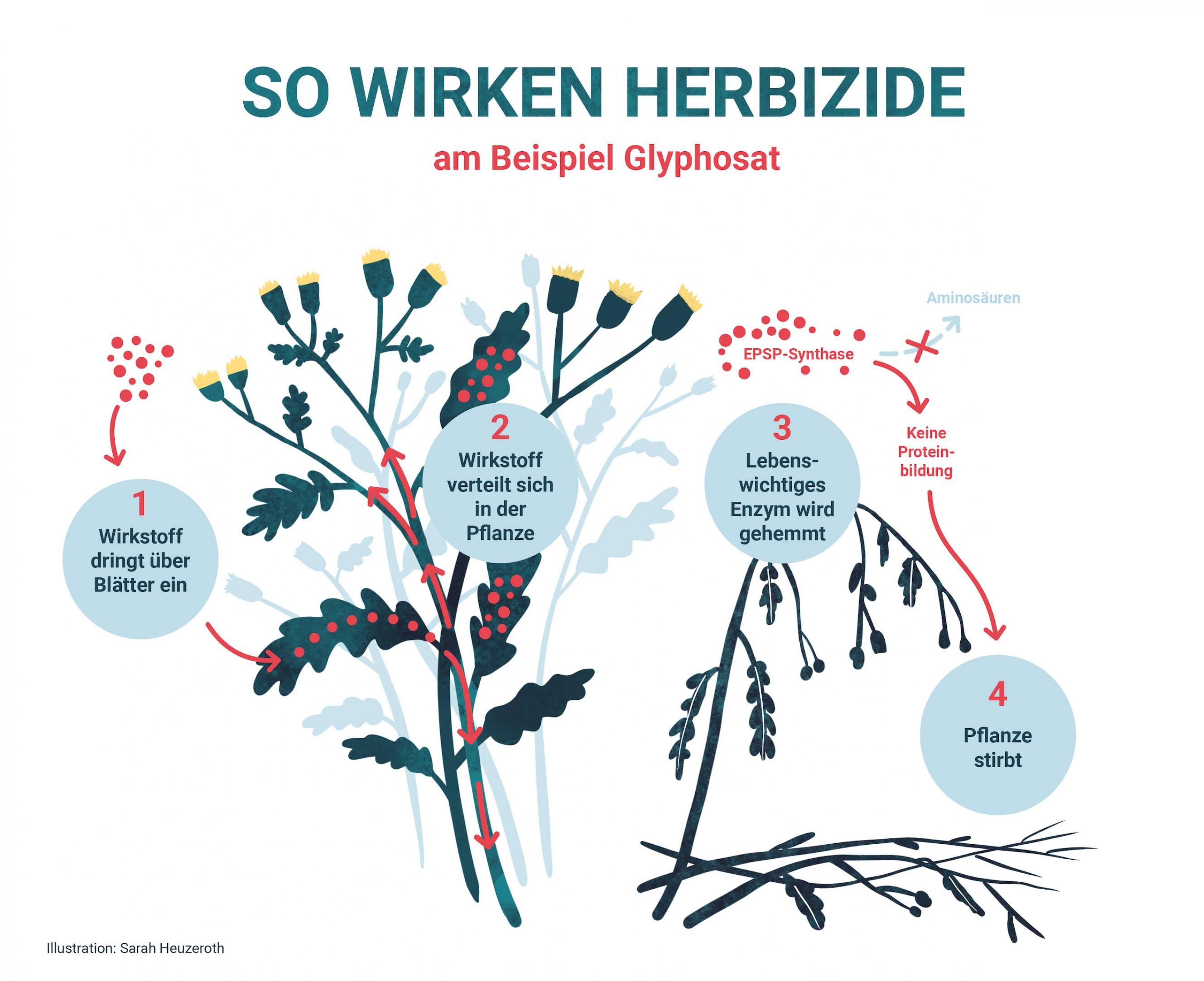 Graphik stellt dar, wie Glyphosat in einer Pflanze die Proteinsynthese blockiert.