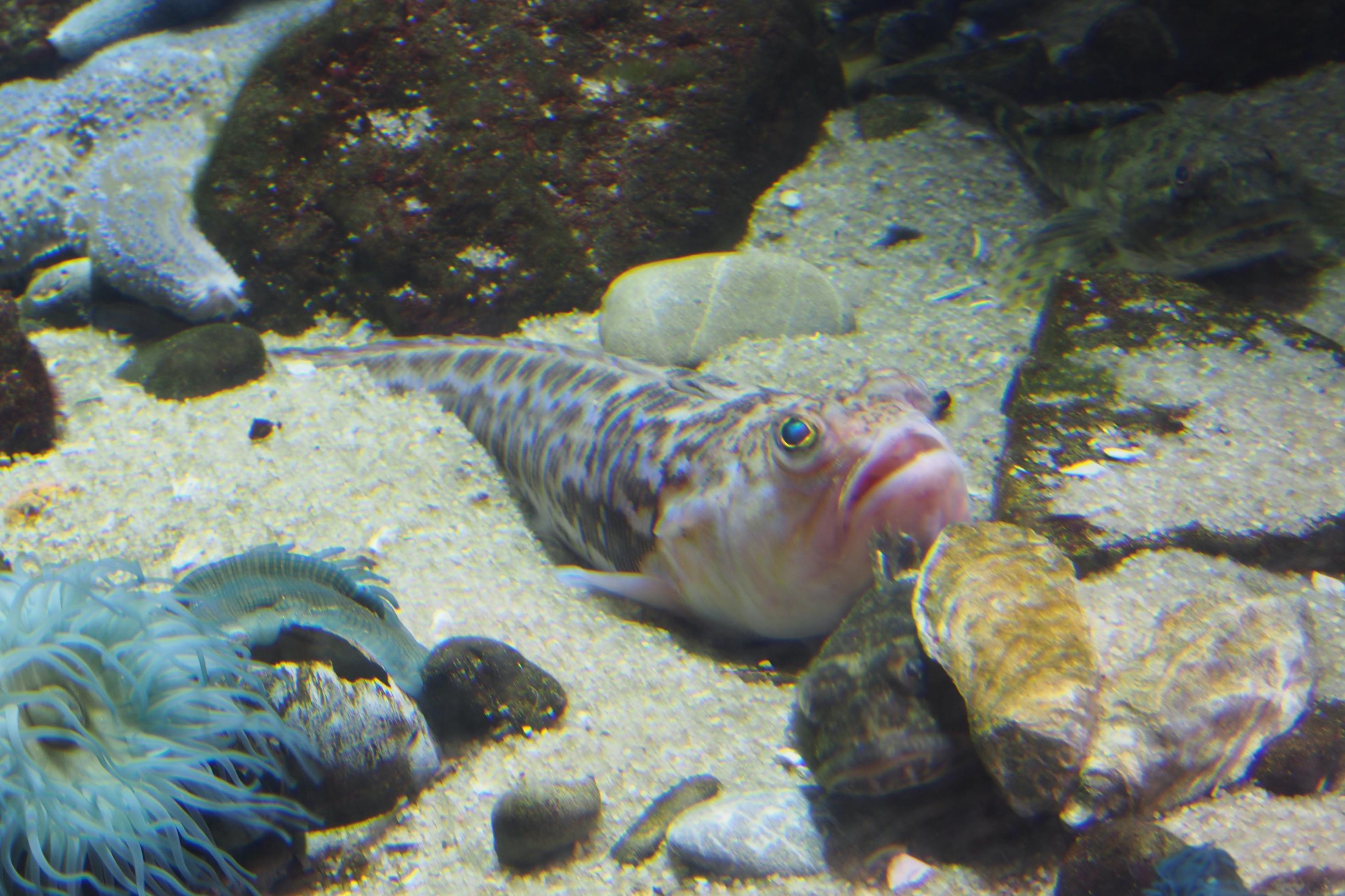Foto zeigt einen Petersfisch, der sich im Sand des Meeresbodens tarnt