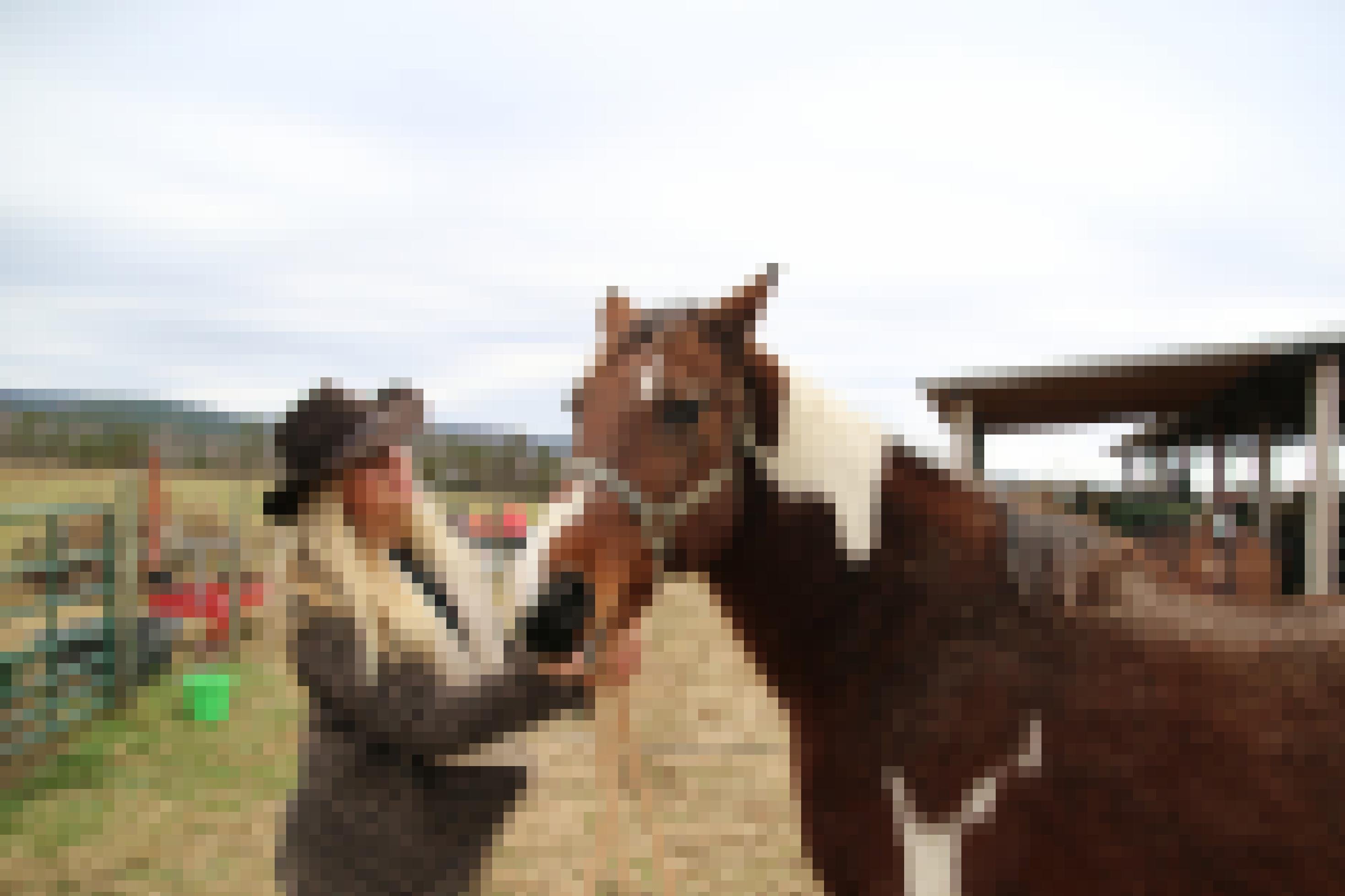 Stacie Marshall legt ihrem Pferd das Halfter um