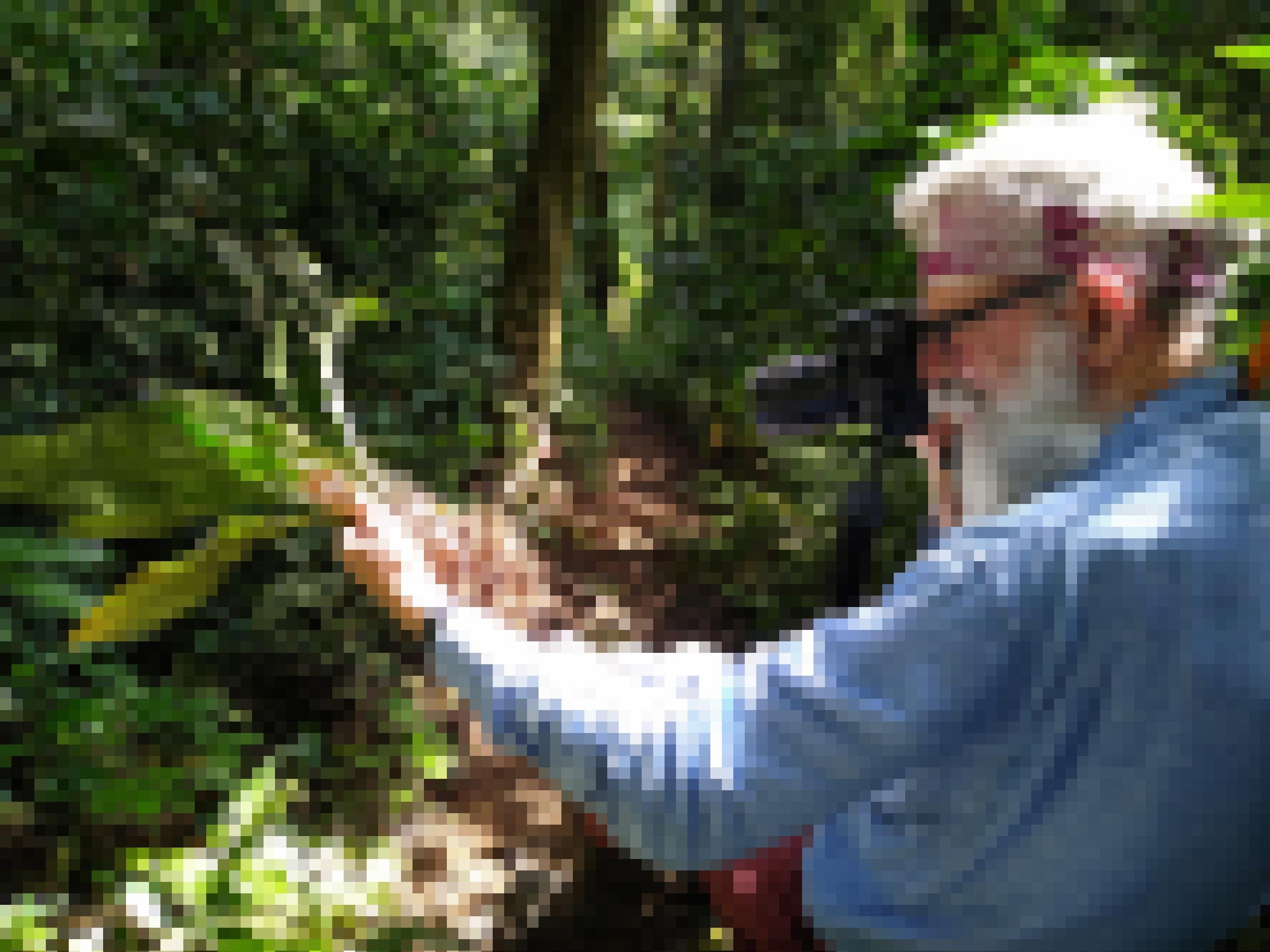 Ein älterer Mann mit weißem Bart fotografiert im Wald eine Pflanze.