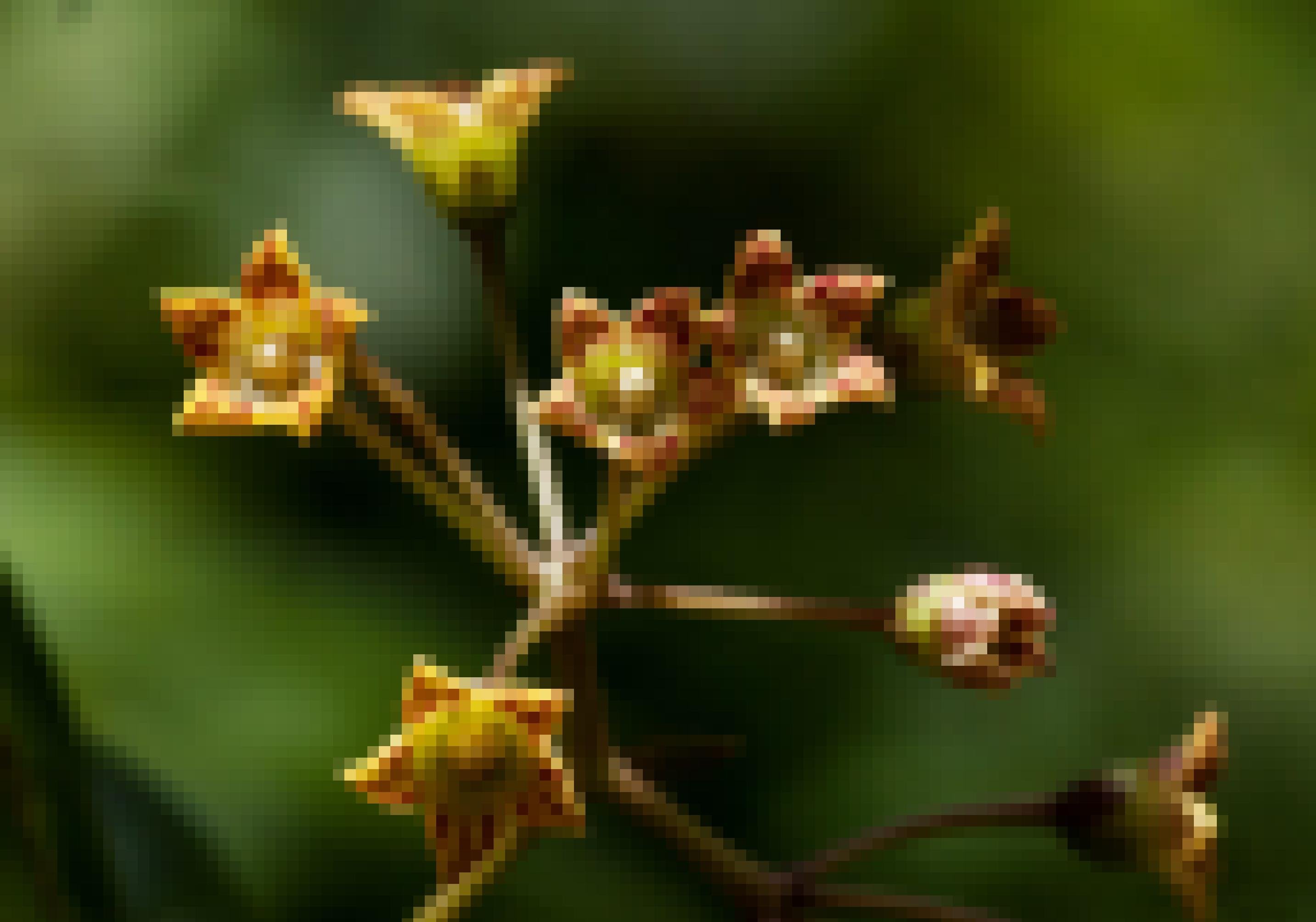 Grazile Pflanze mit braun-gelben Blüten.