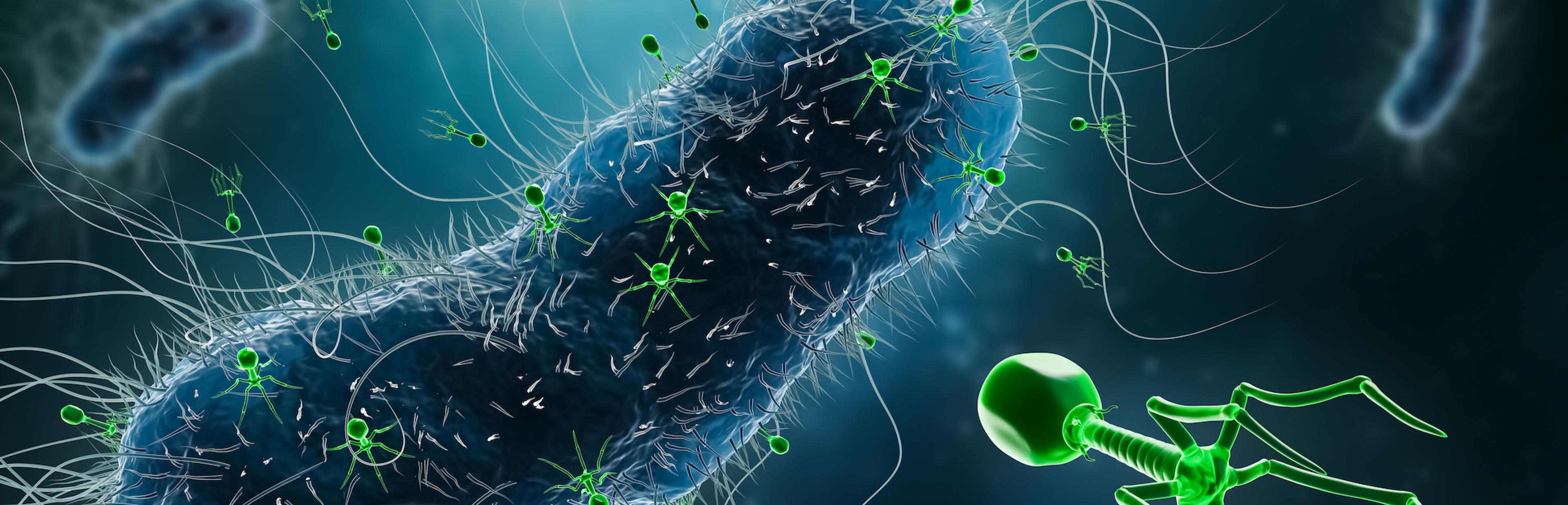 Die Illustration zeigt mehrere Bakterien, dargestellt als ovale blaue Gebilde. Mehrere Phagen – dargestellt in grün als Gebilde aus einem Kopf, einer Art Wirbelsäule und sechs Beinen – steuern Kopf voran auf das Bakterium im Vordergrund zu oder sitzen auf seiner Oberfläche.