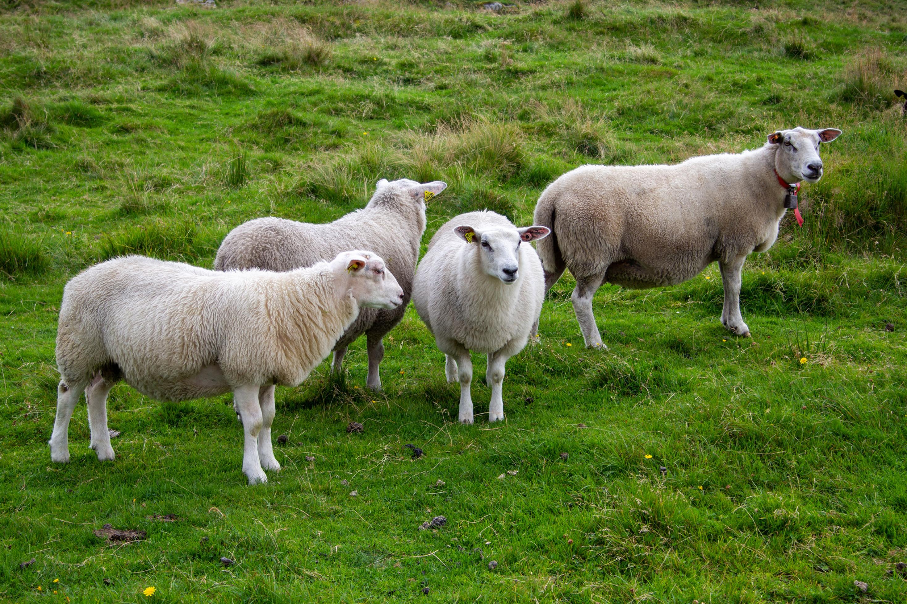 Vier weiße Schafe, eins mit Glocke, schauen versonnen in die Landschaft