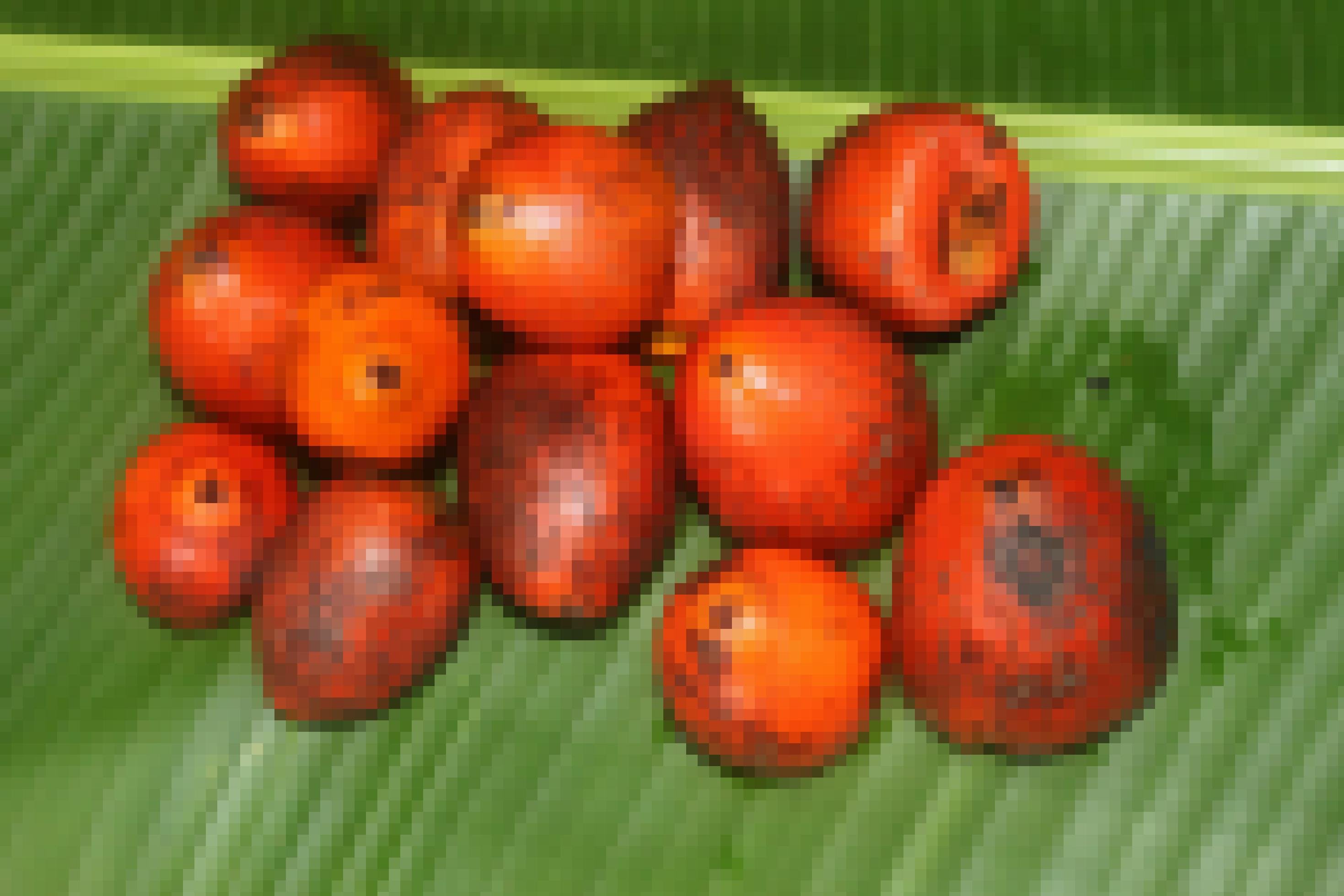 Orangefarbene, etwa handgroße, runde Früchte auf einem Haufen, ca. 12 Stück.