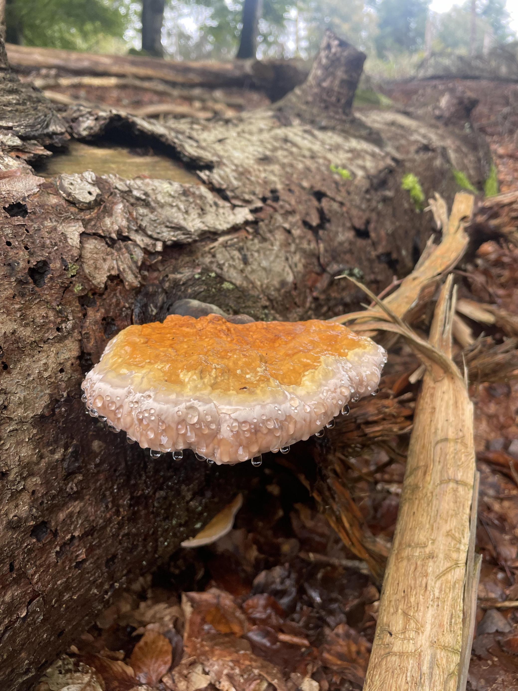 Ein Orangener Pilz an einem Baumstamm.