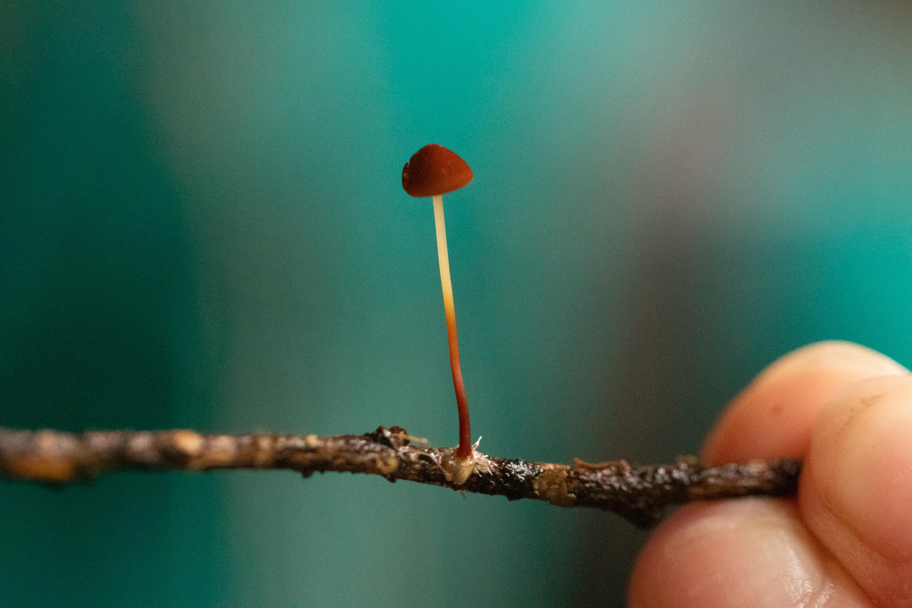 Kleiner brauner Pilz wächst aus Ästchen, das ein Mensch in der Hand hält.