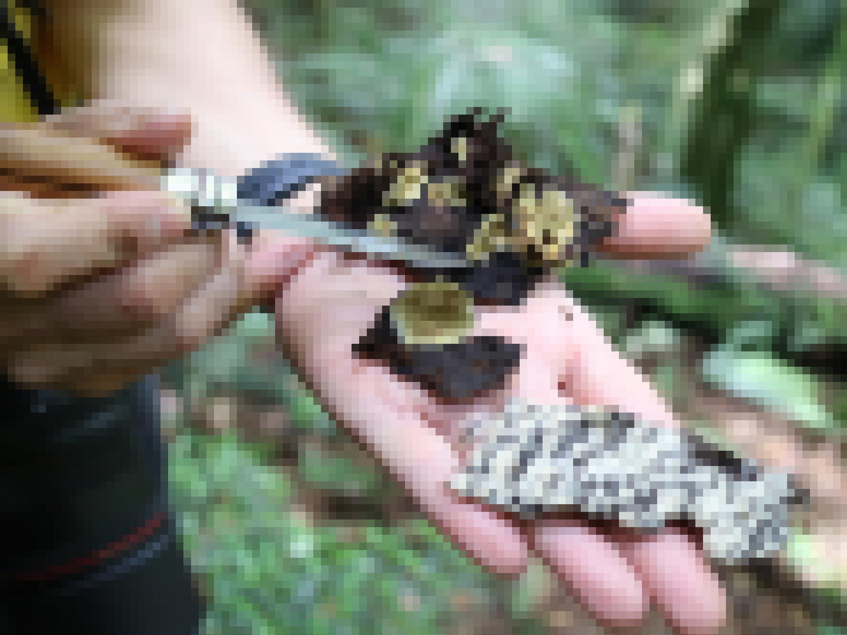 Ein Wissenschaftler hält Pilze und weist mit dem Messer darauf.