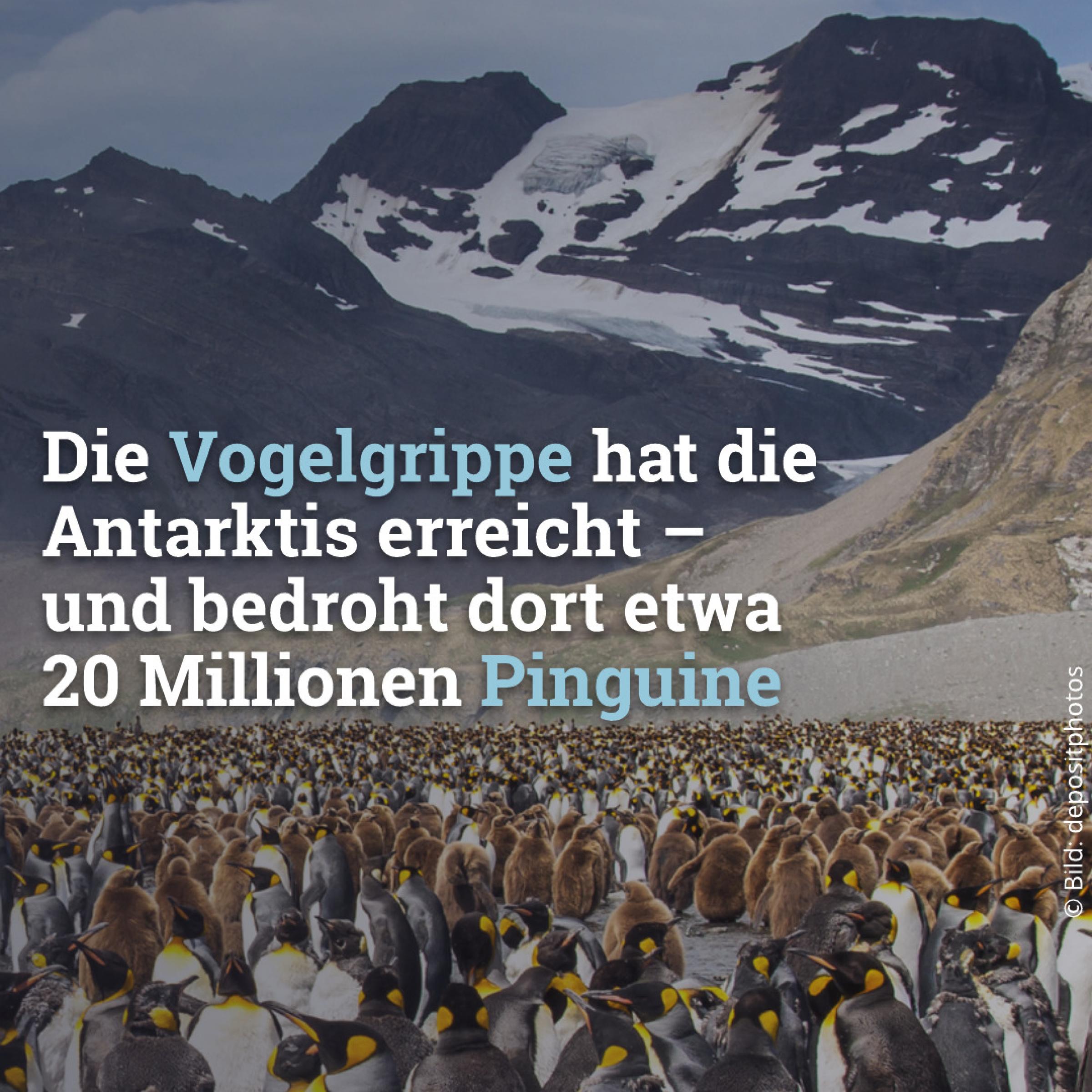 Die Vogelgrippe hat die Antarktis erreicht – und bedroht dort rund 20 Millionen Pinguine