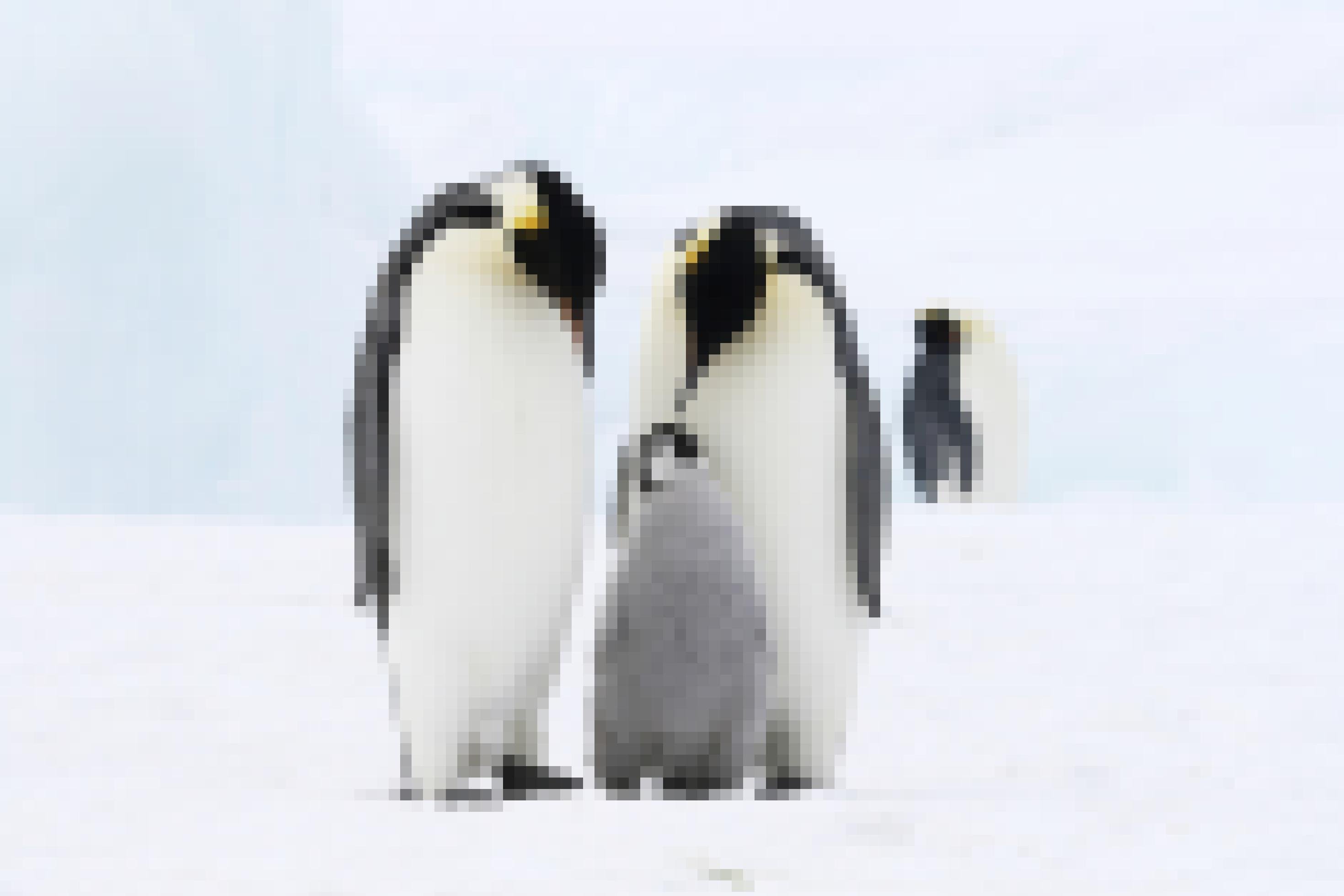 Eine Kaiserpinguin-Familie im Weddellmeer in der Antarktis