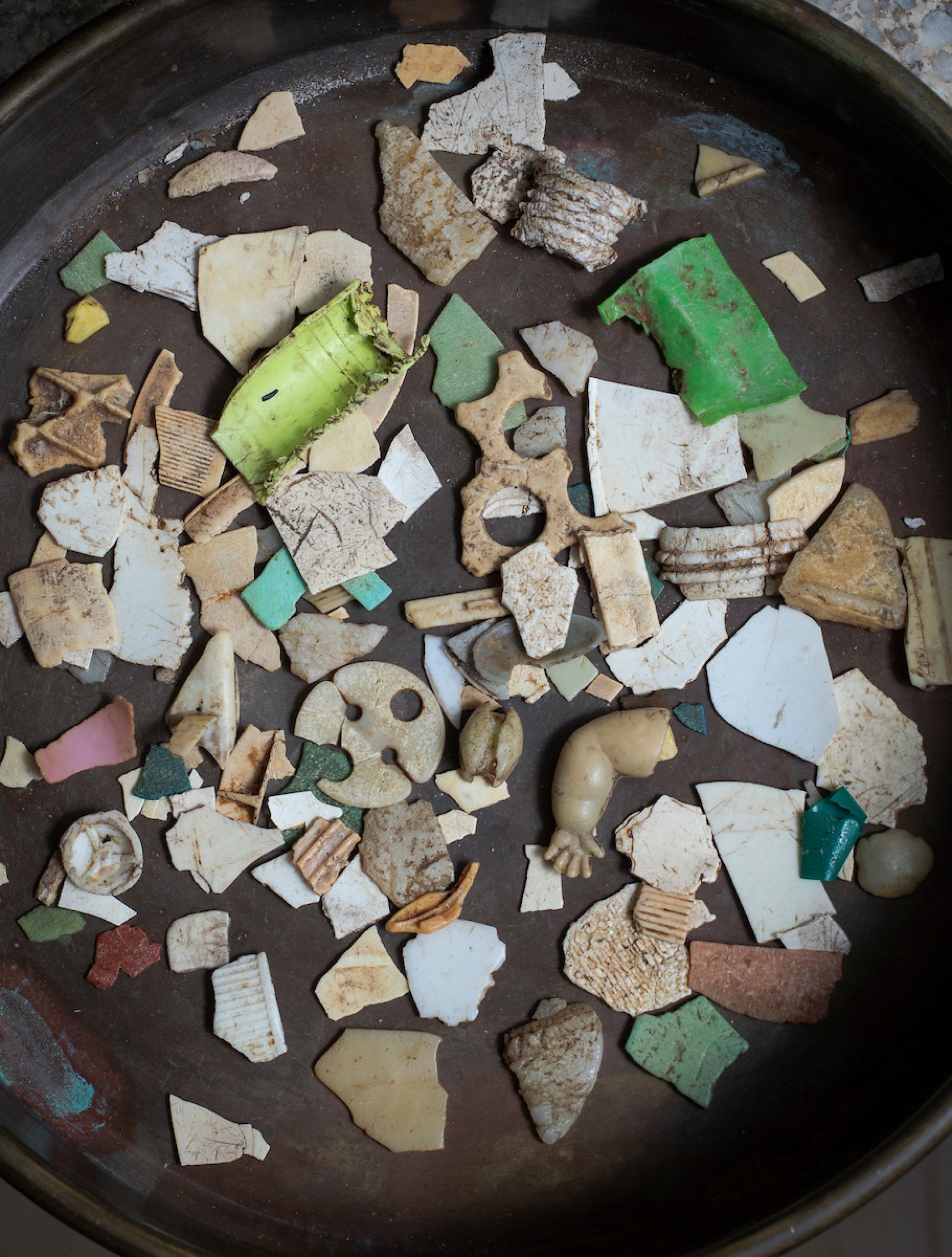 Auf einem kleinen Teller liegen Dutzende Plastikteilchen. Sie stammen aus dem Magen einer einzigen Dickschnabelmöwe.