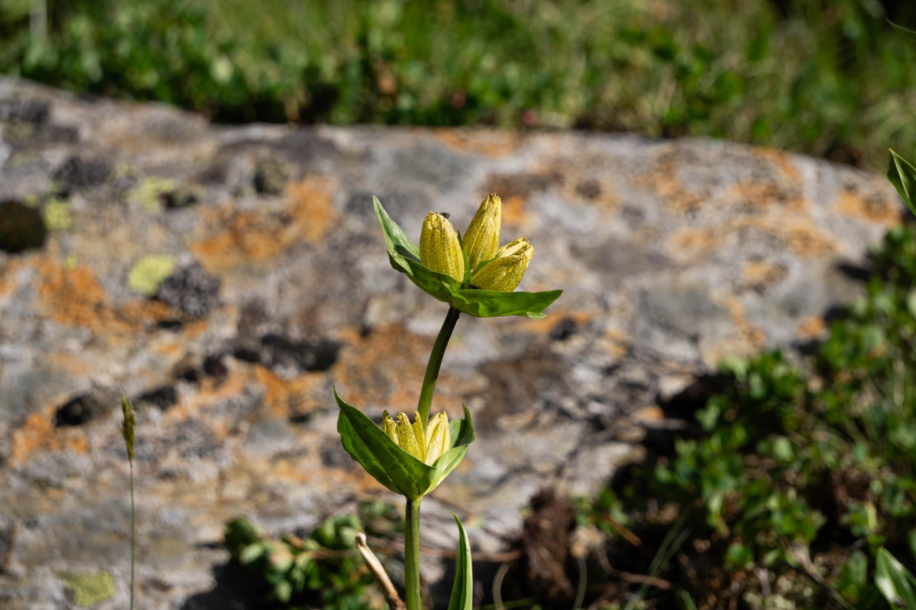 Gelbe Blume vor einem Stein