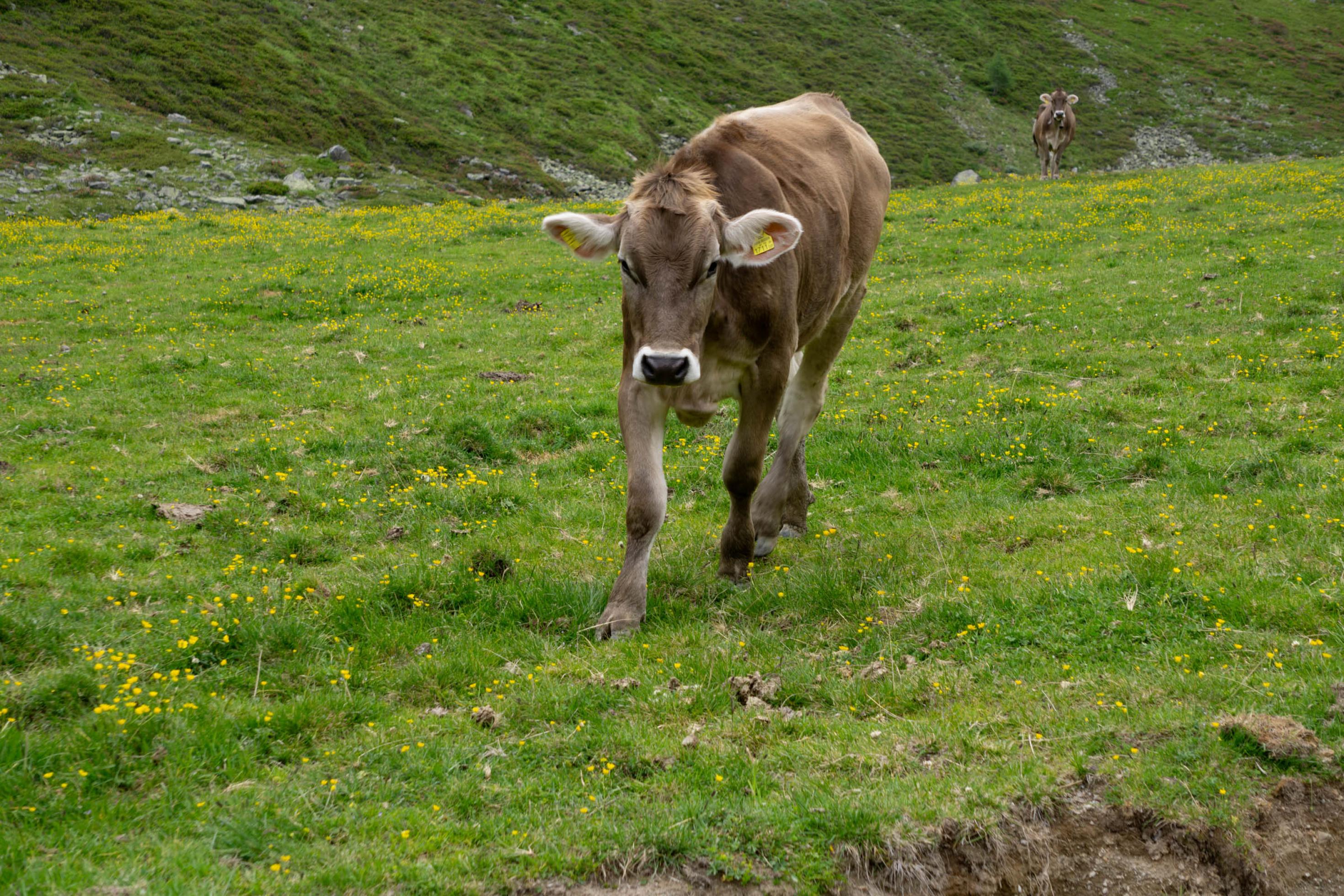 Kalb läuft auf Wiese