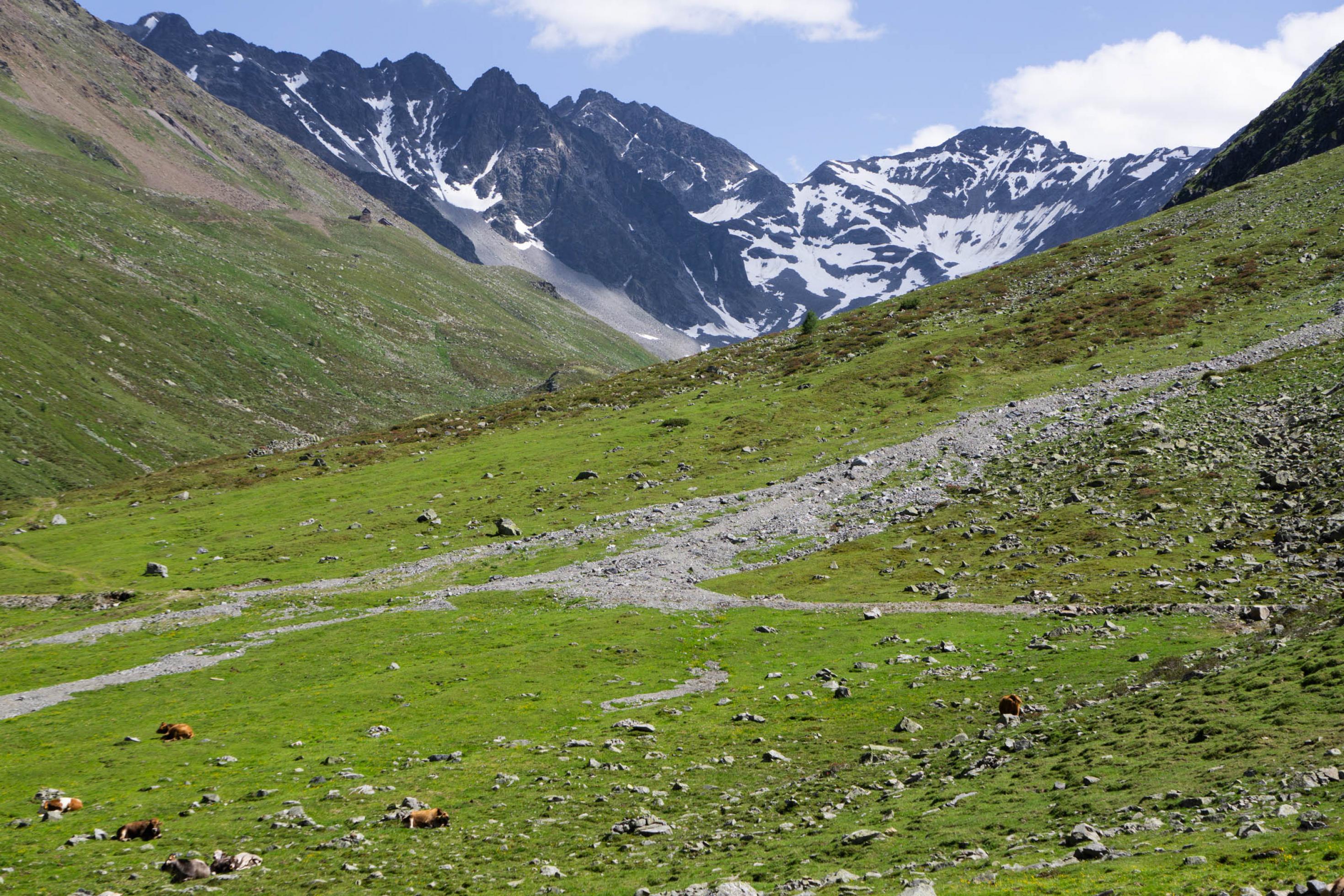 Grüne Almwiesen, im Hintergrund Berge