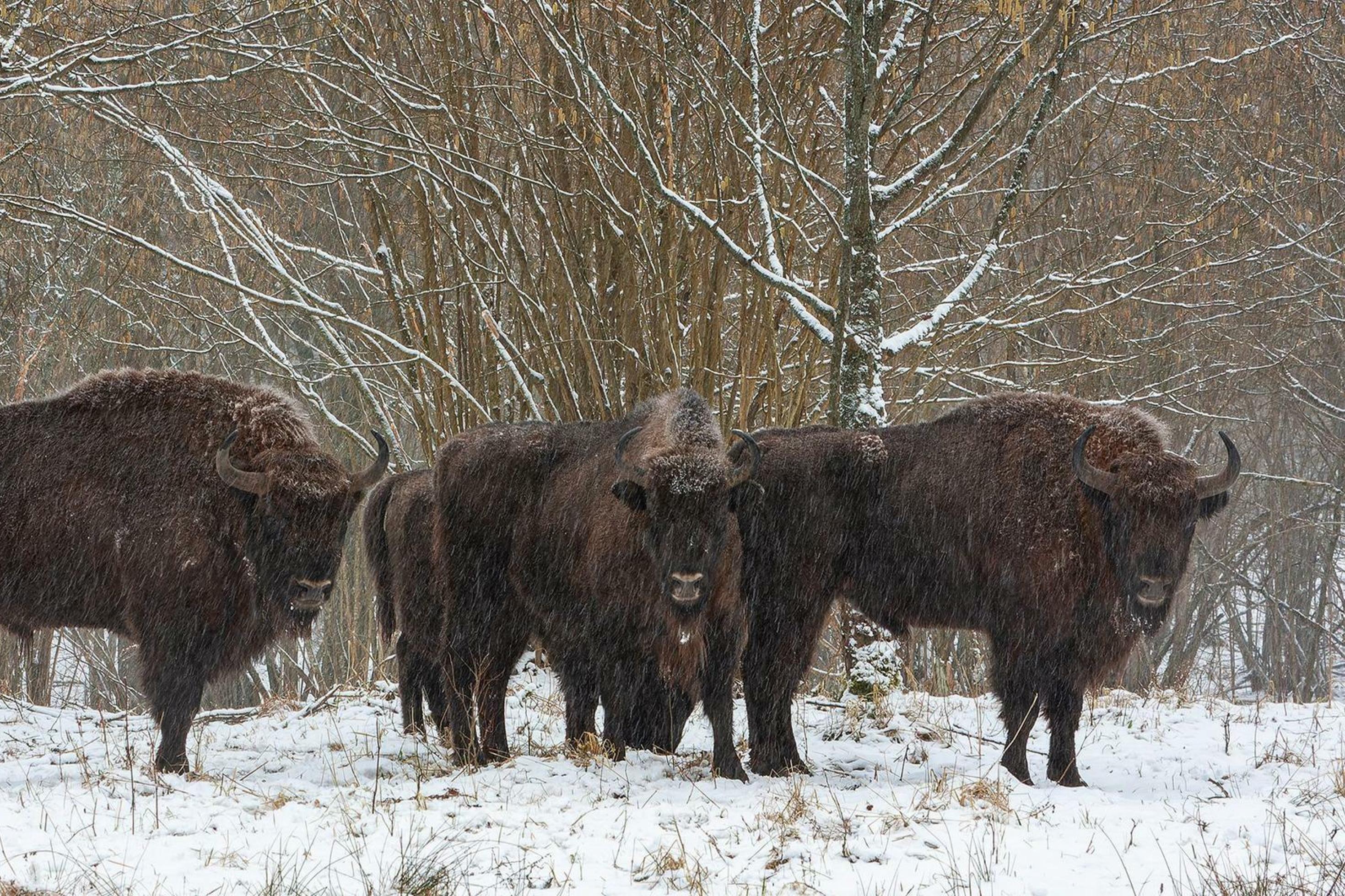 Drei Wisente, große, braune, büffelähnliche Tiere stehen im Schnee in der Landschaft.