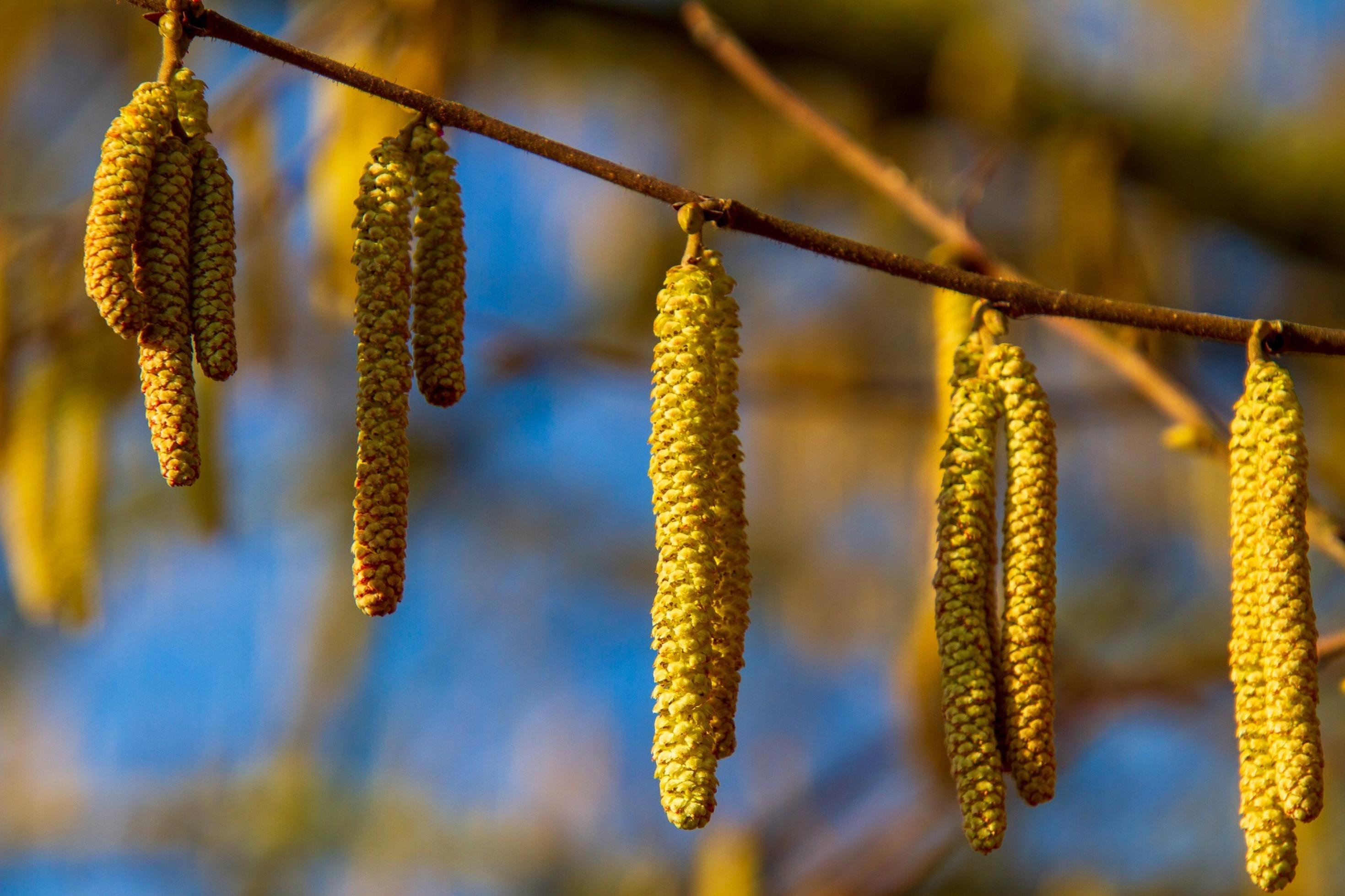 Ein Haselstrauch mit Pollen im Frühjahr.