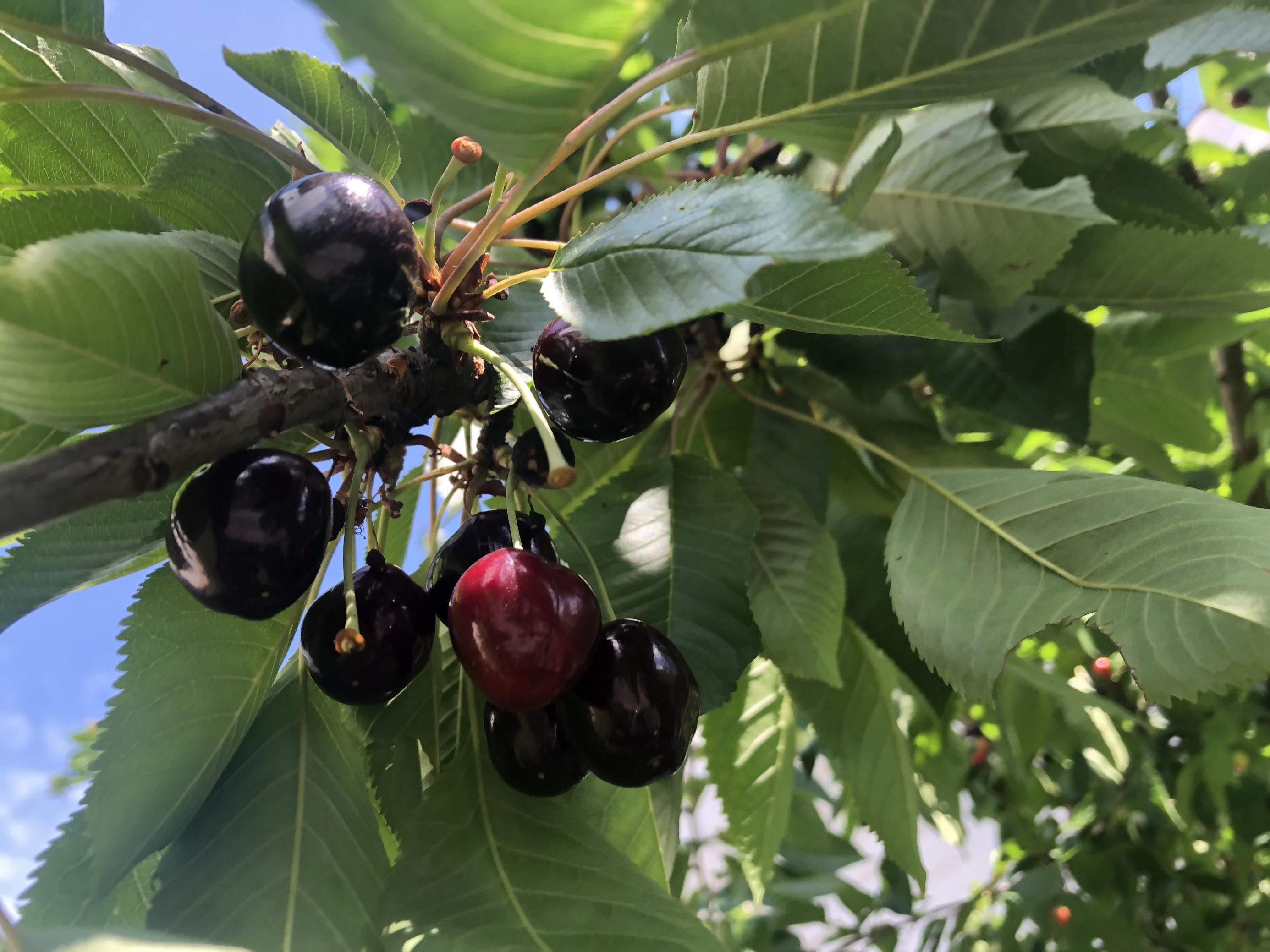 Die Kirschsorte „Poppelsdorfer Schwarze“ (Prunus avium) ist in der Bonner Region selten geworden.