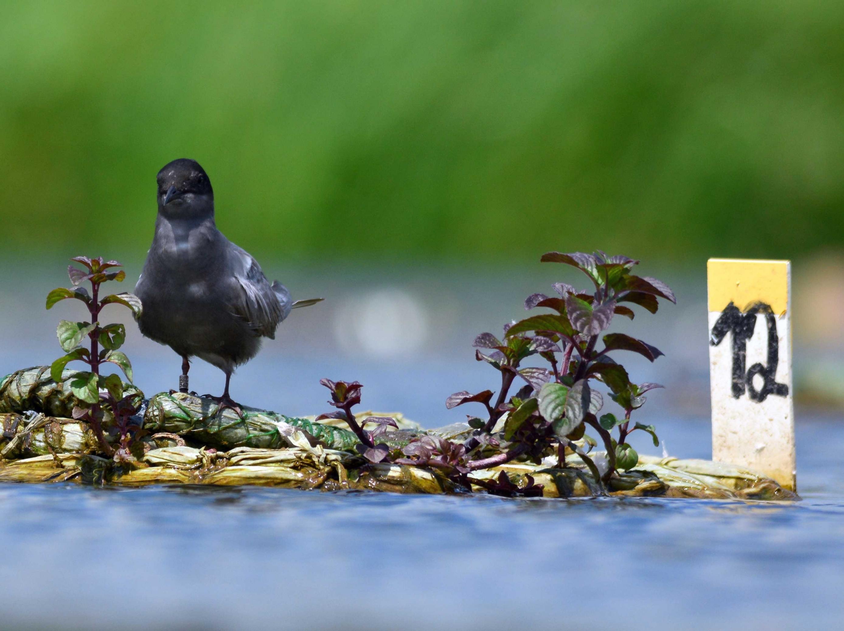 Eine Trauerseeschwalbe auf dem Nest.